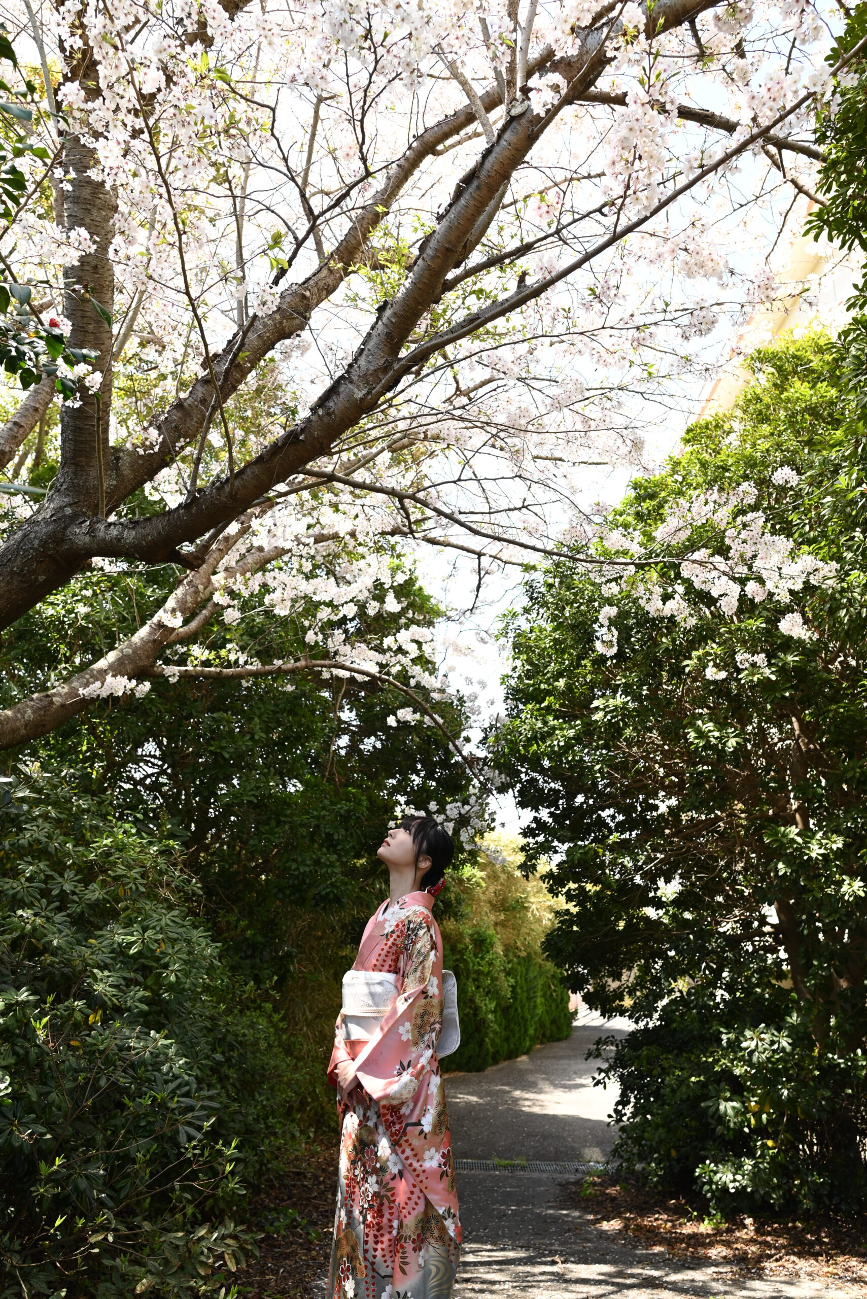 桜緊縛