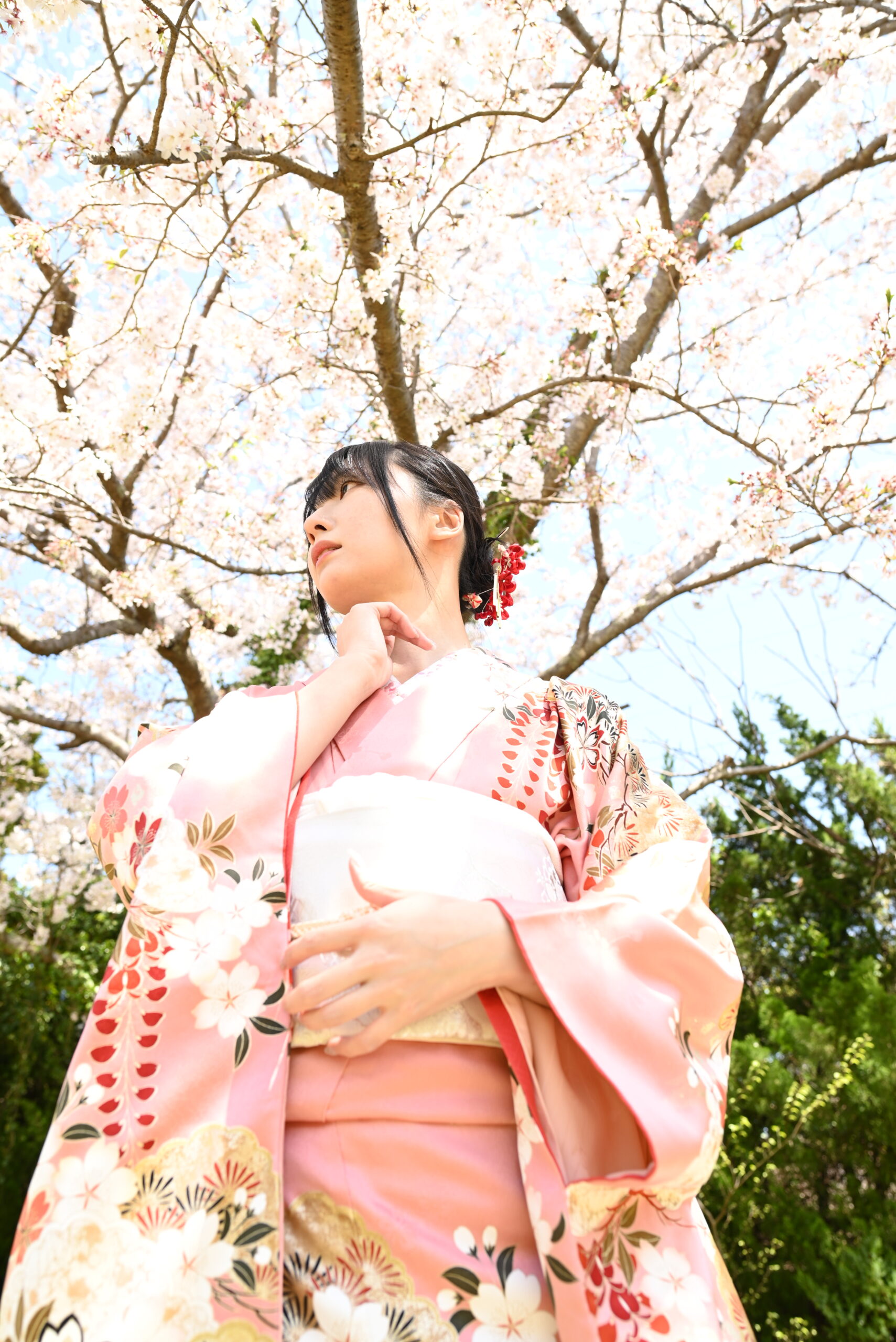 桜緊縛