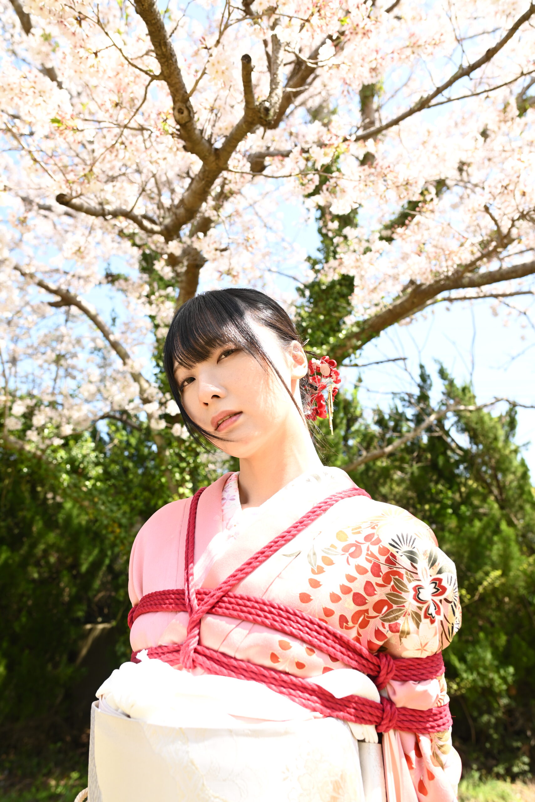 桜緊縛