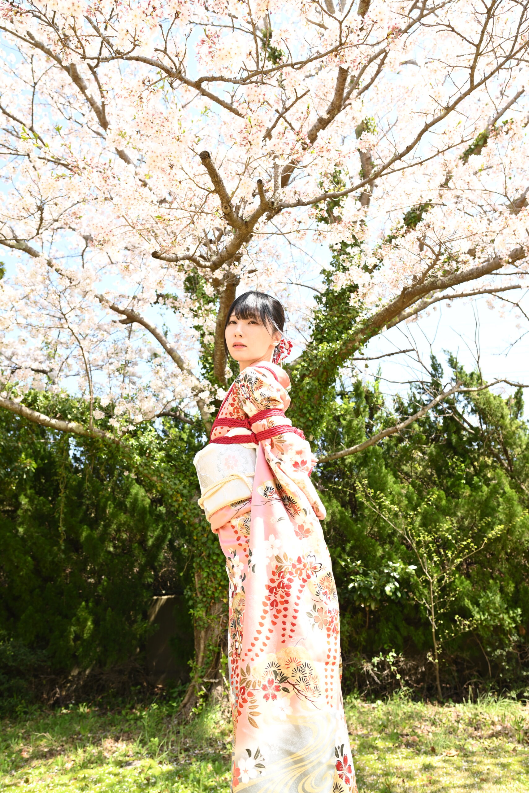 桜緊縛