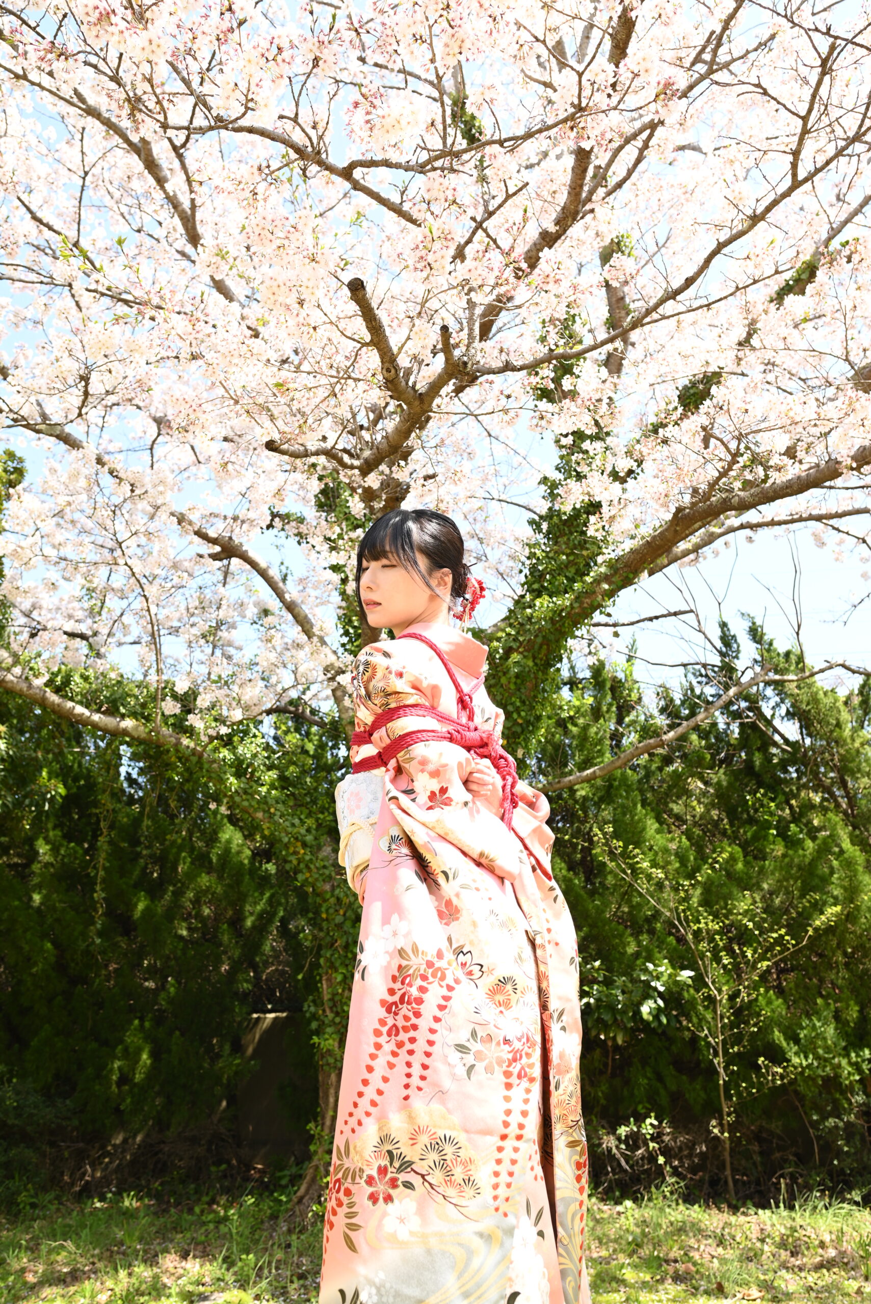 桜緊縛