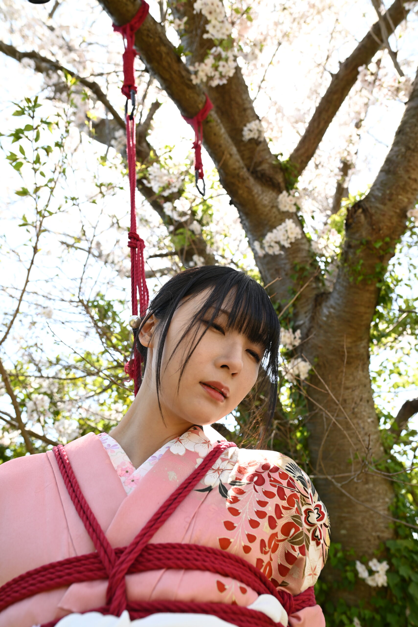 桜緊縛
