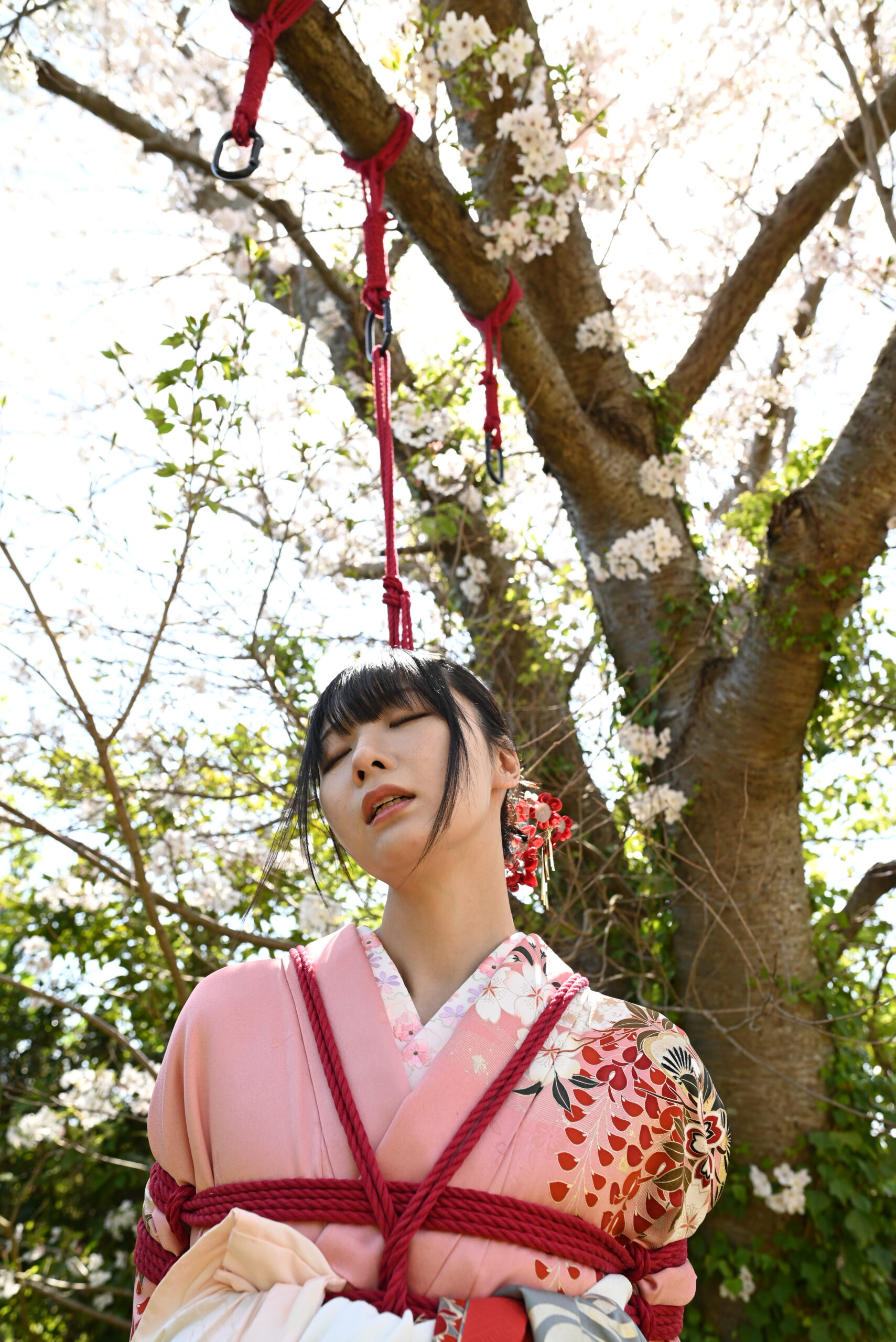 桜緊縛