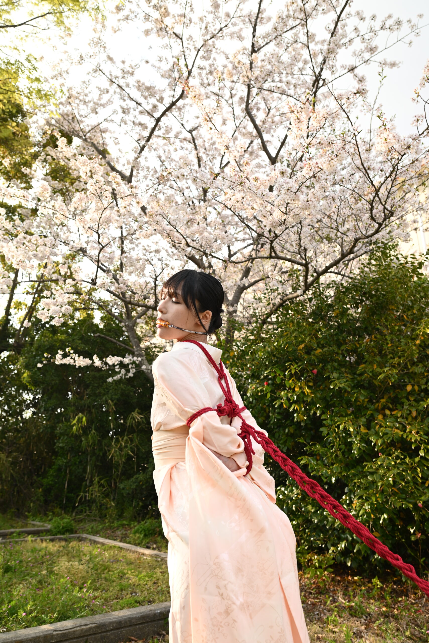 桜緊縛