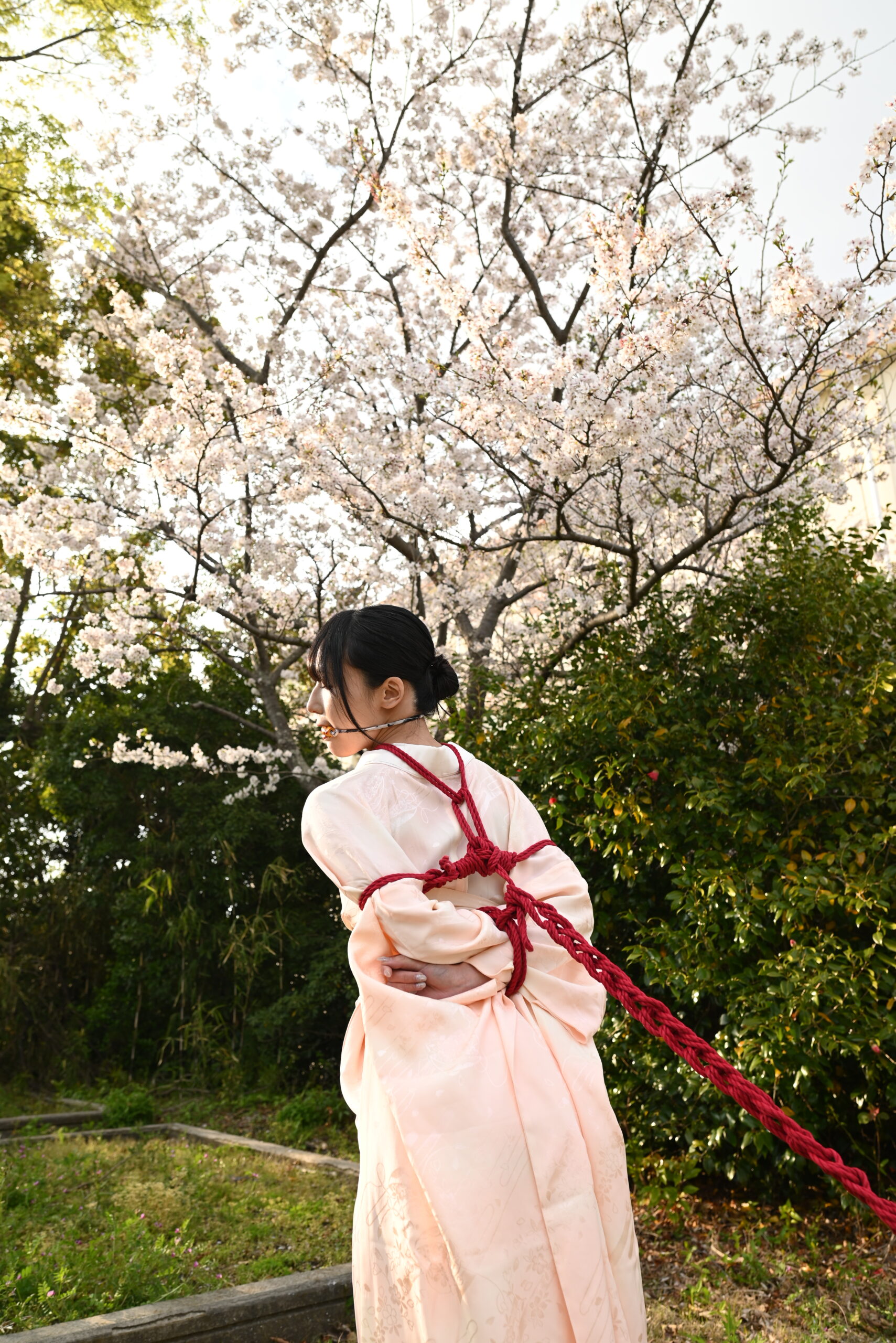 桜緊縛