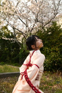 桜緊縛