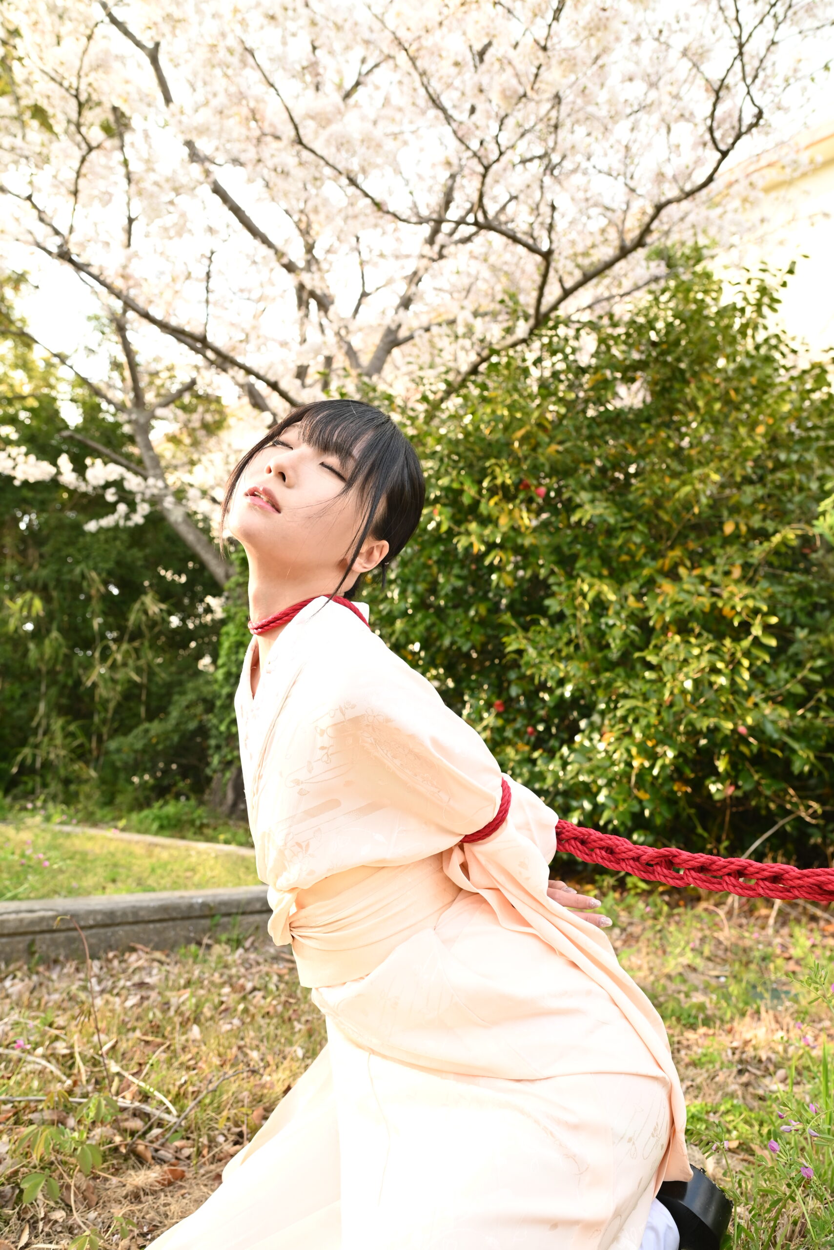 桜緊縛