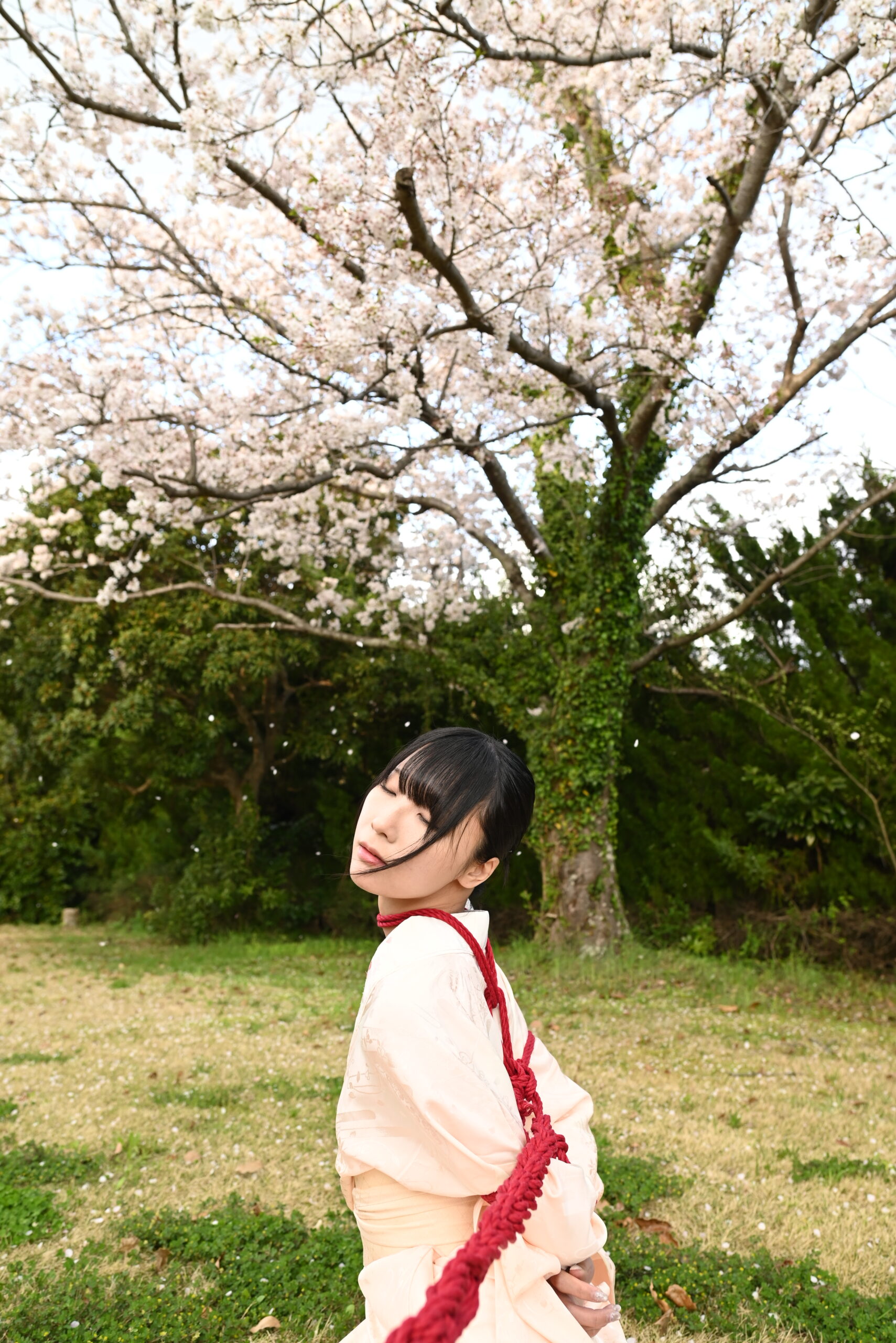 桜緊縛