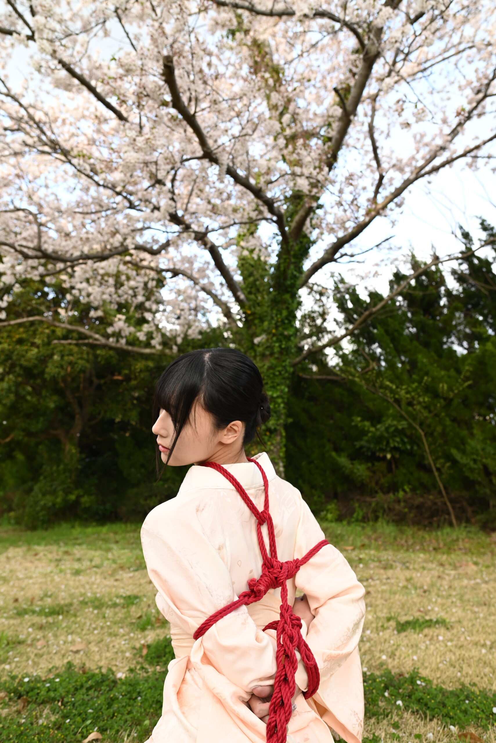 桜緊縛