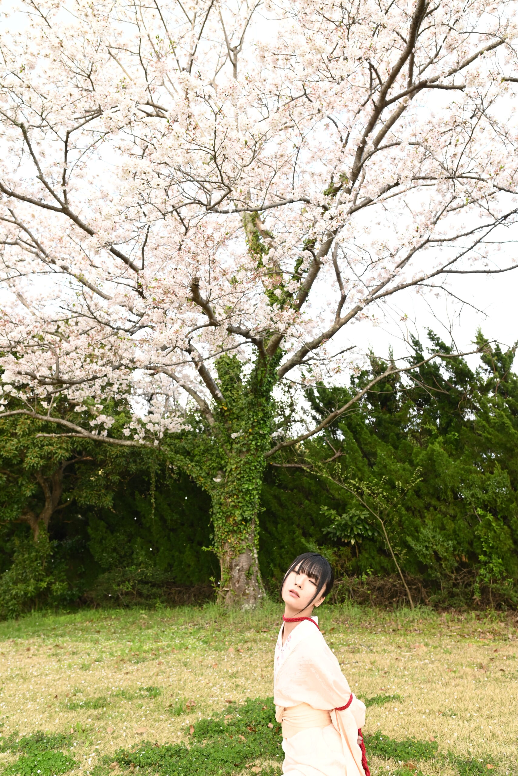 桜緊縛