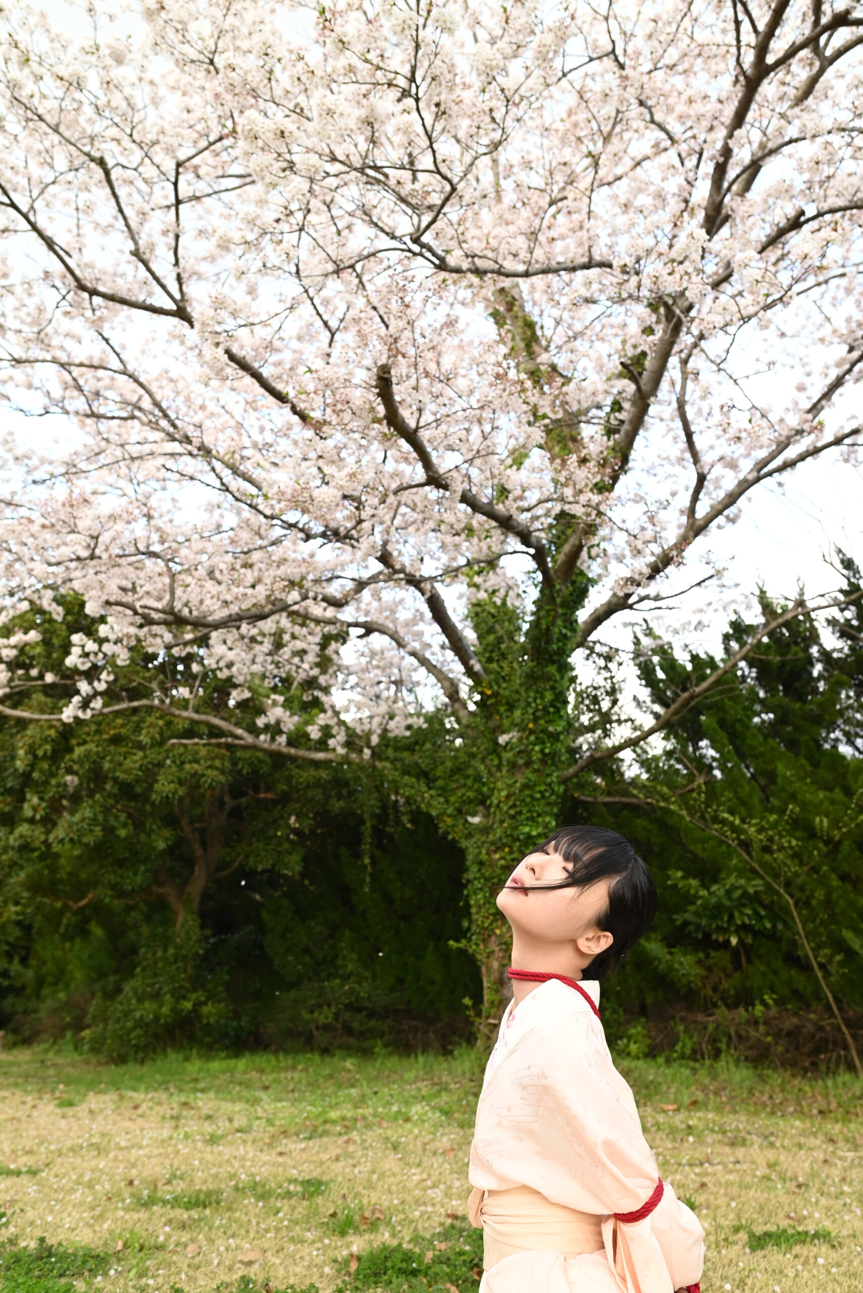 桜緊縛
