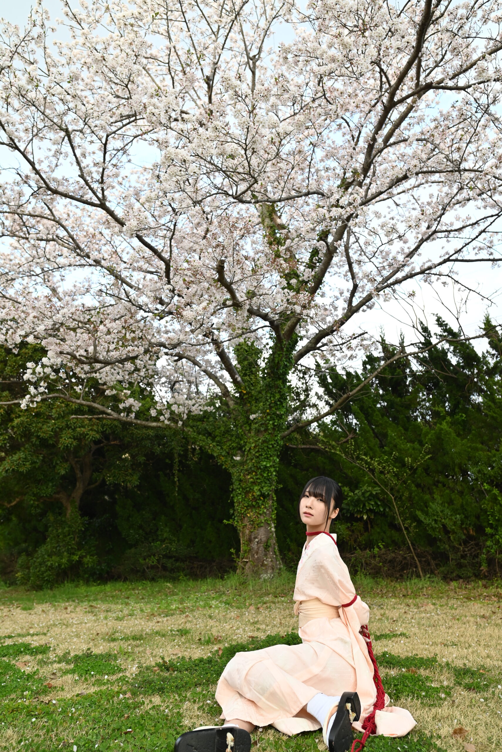 桜緊縛