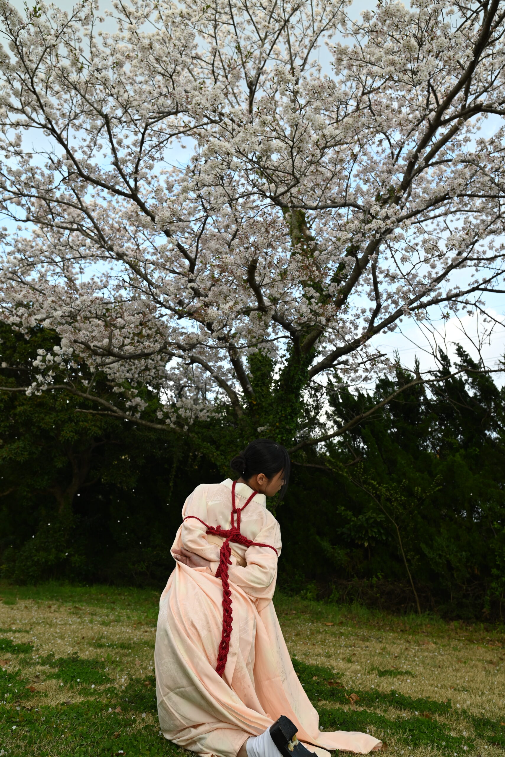 桜緊縛
