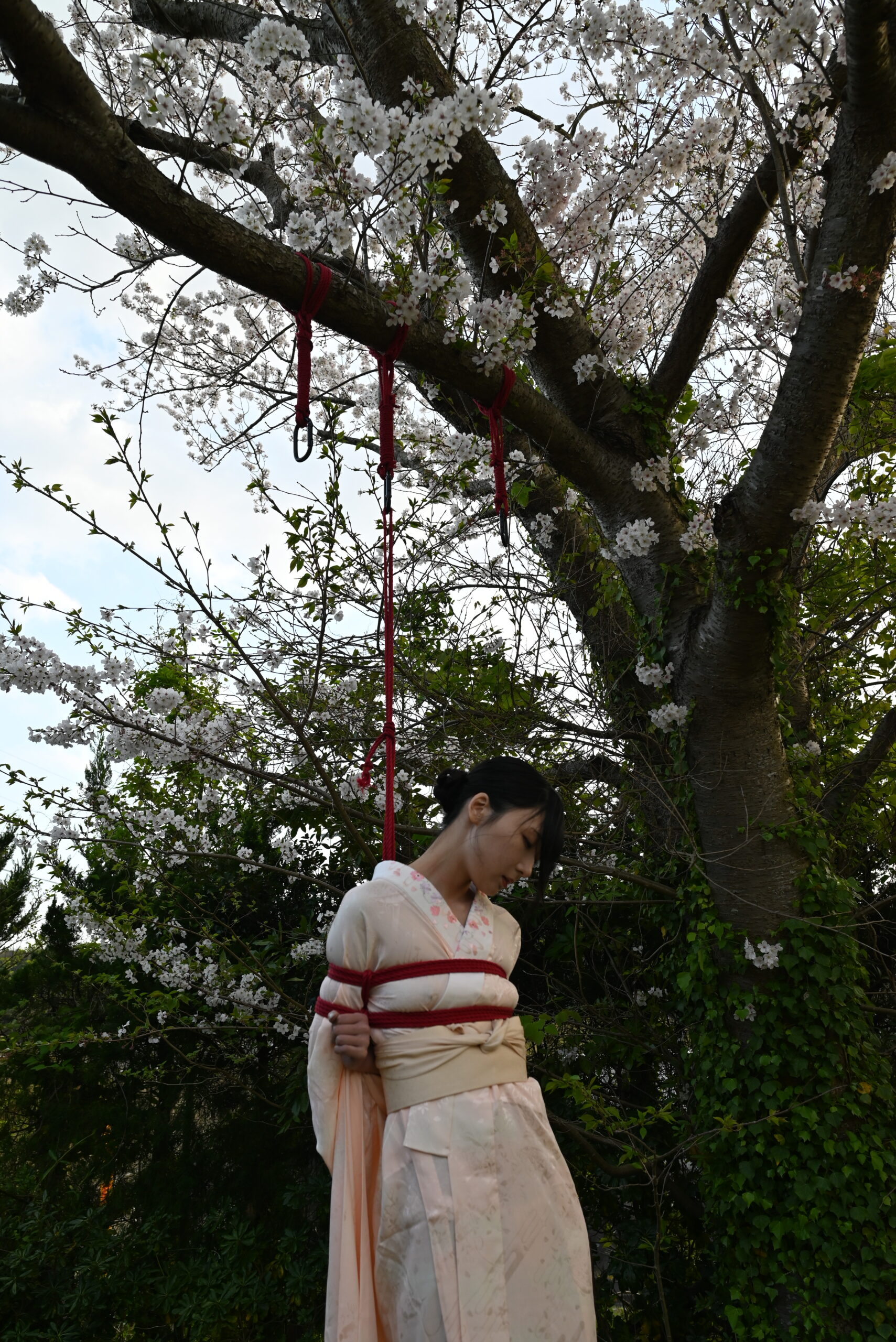 桜緊縛