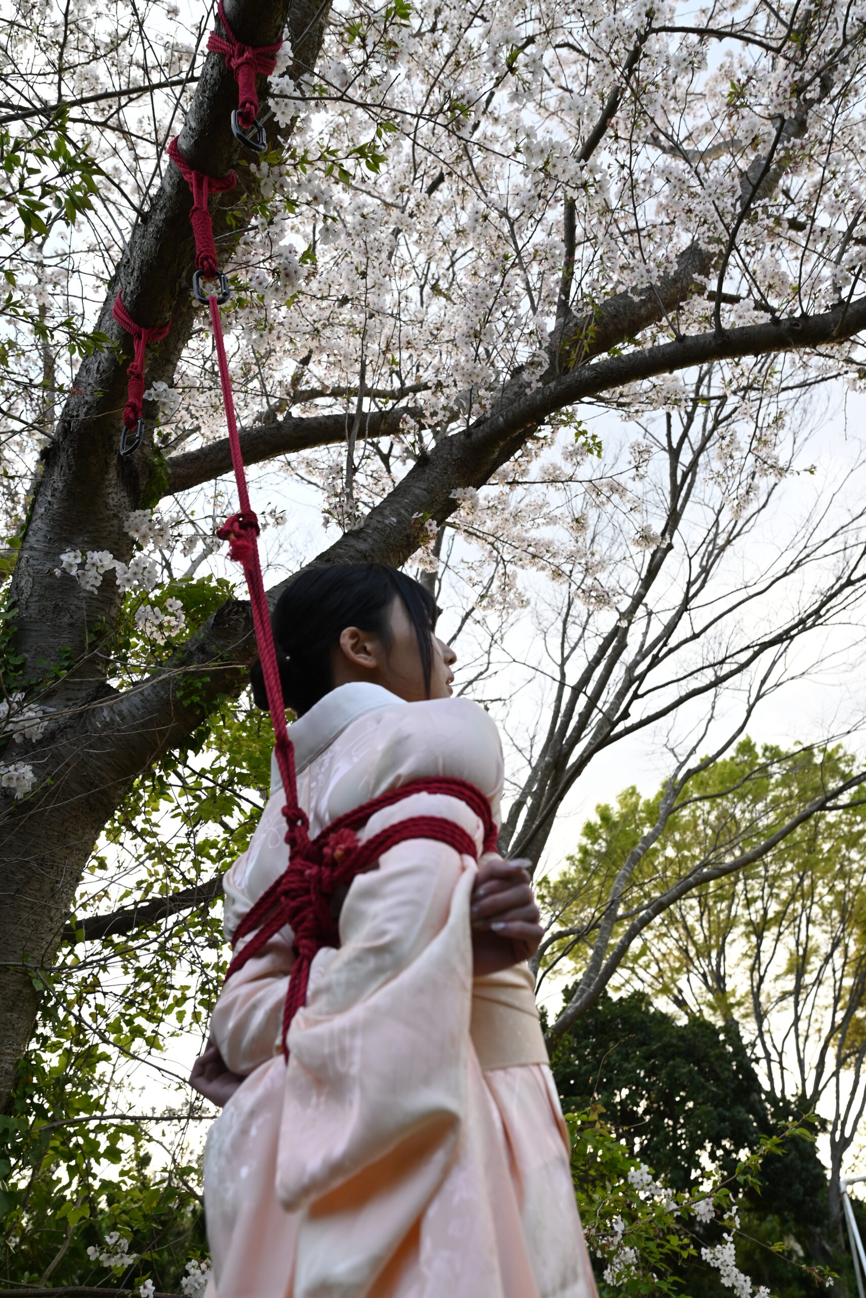 桜緊縛
