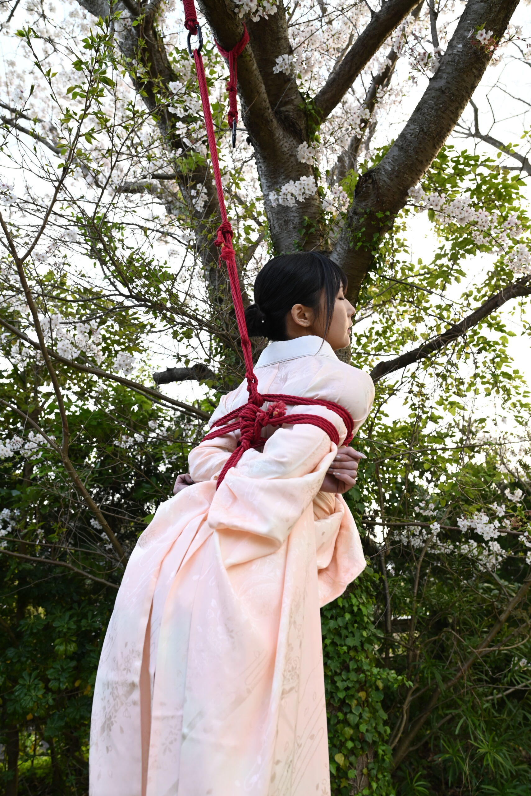 桜緊縛