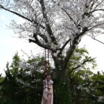 桜吊り緊縛