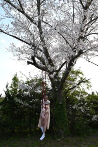 桜吊り緊縛