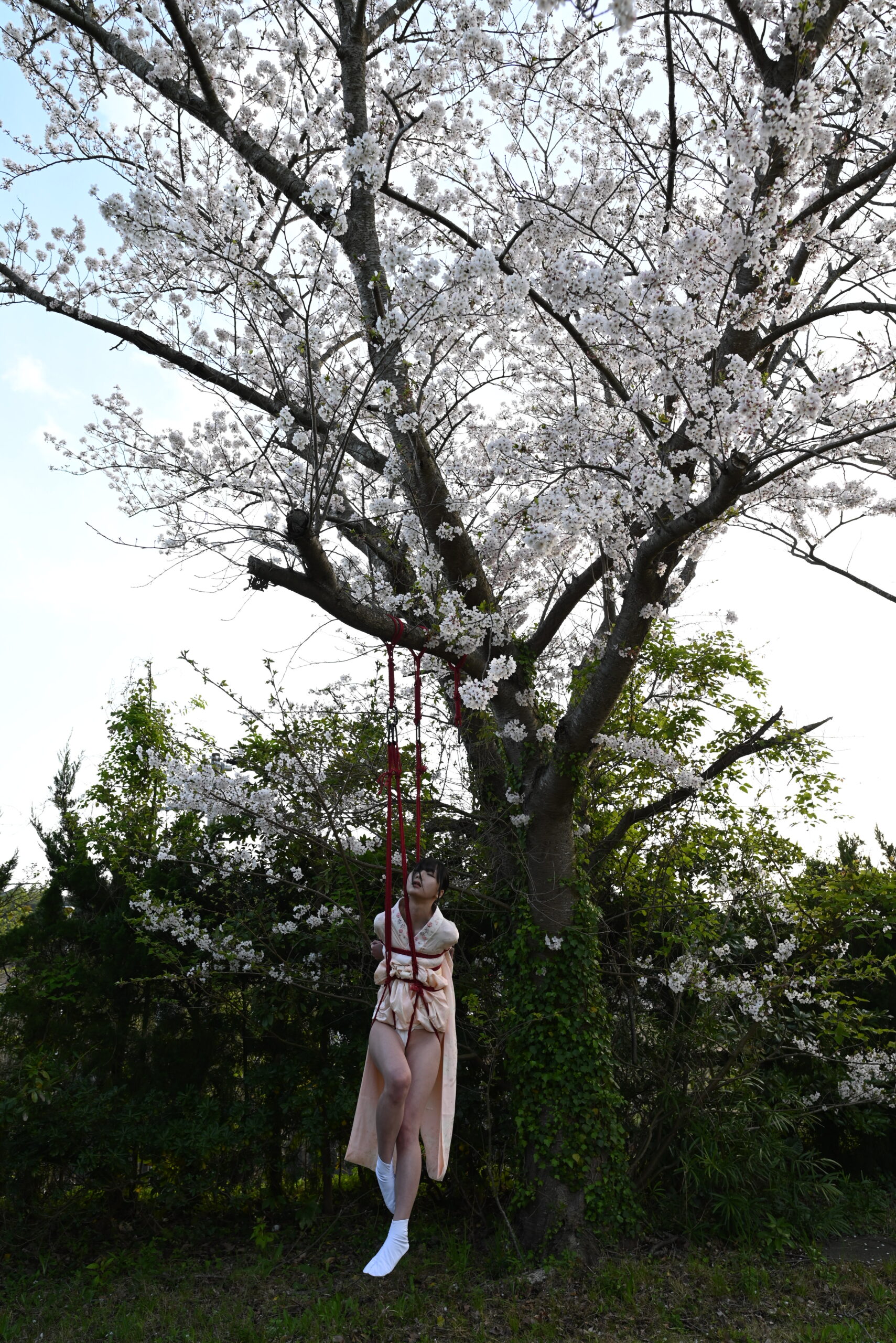 桜吊り緊縛