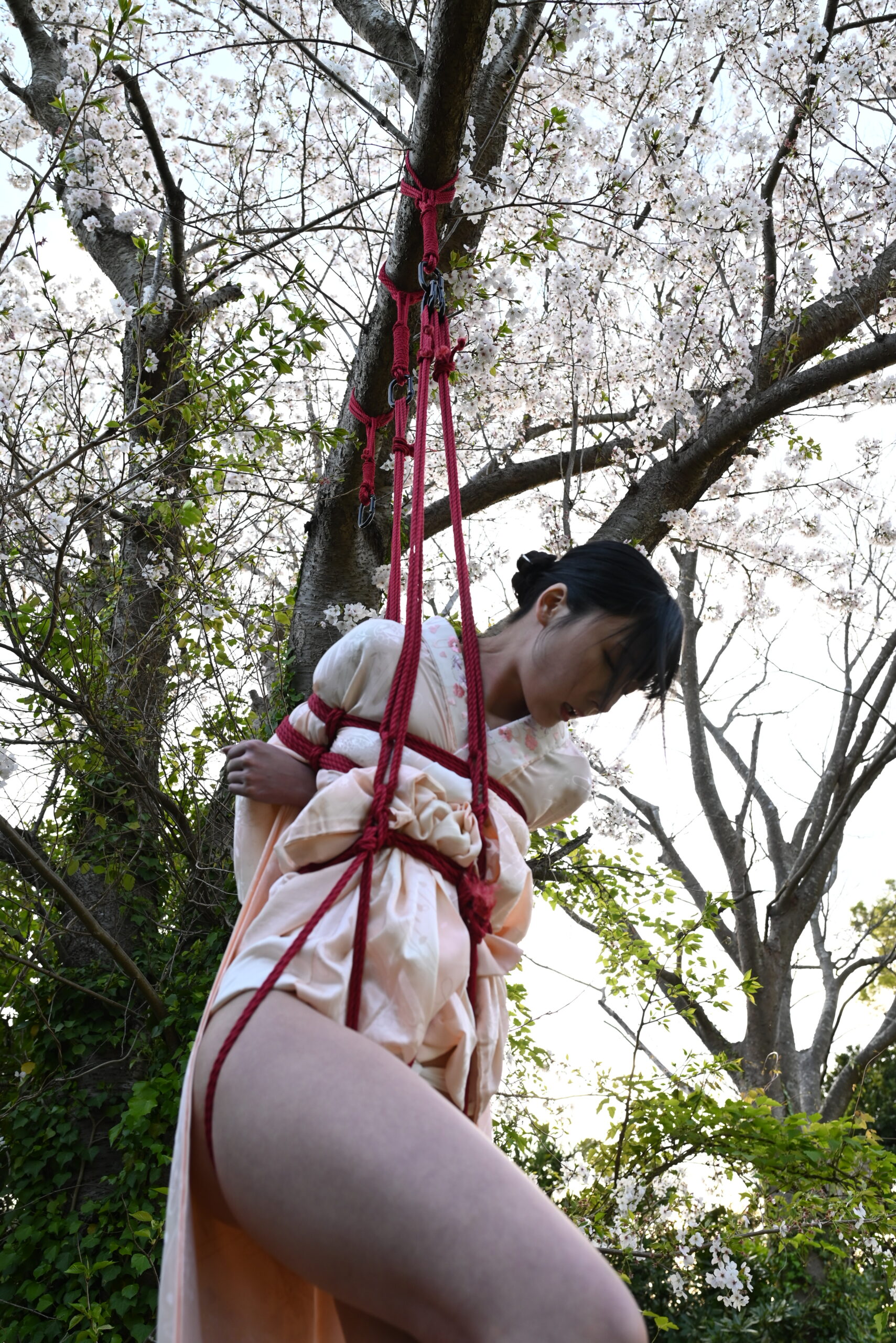 桜吊り緊縛