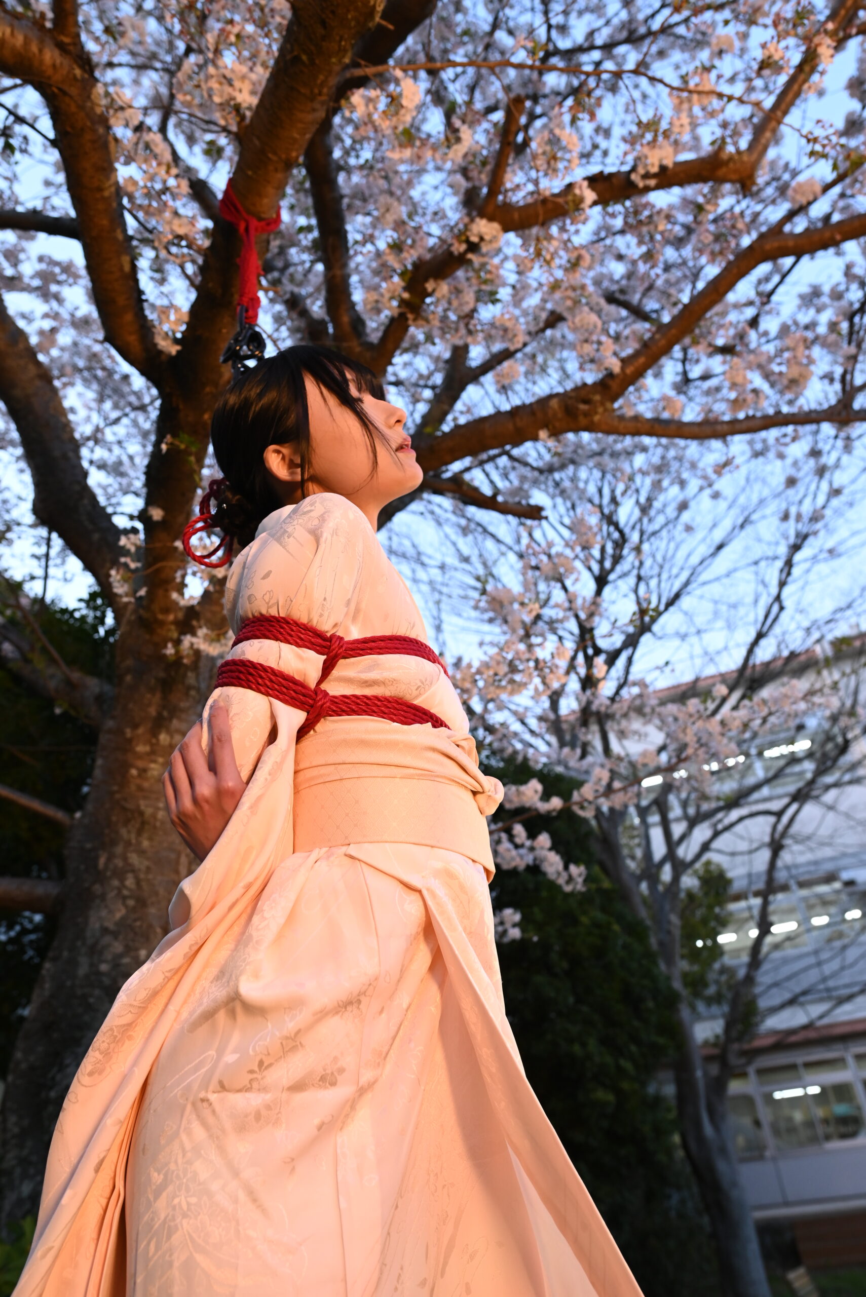 桜緊縛