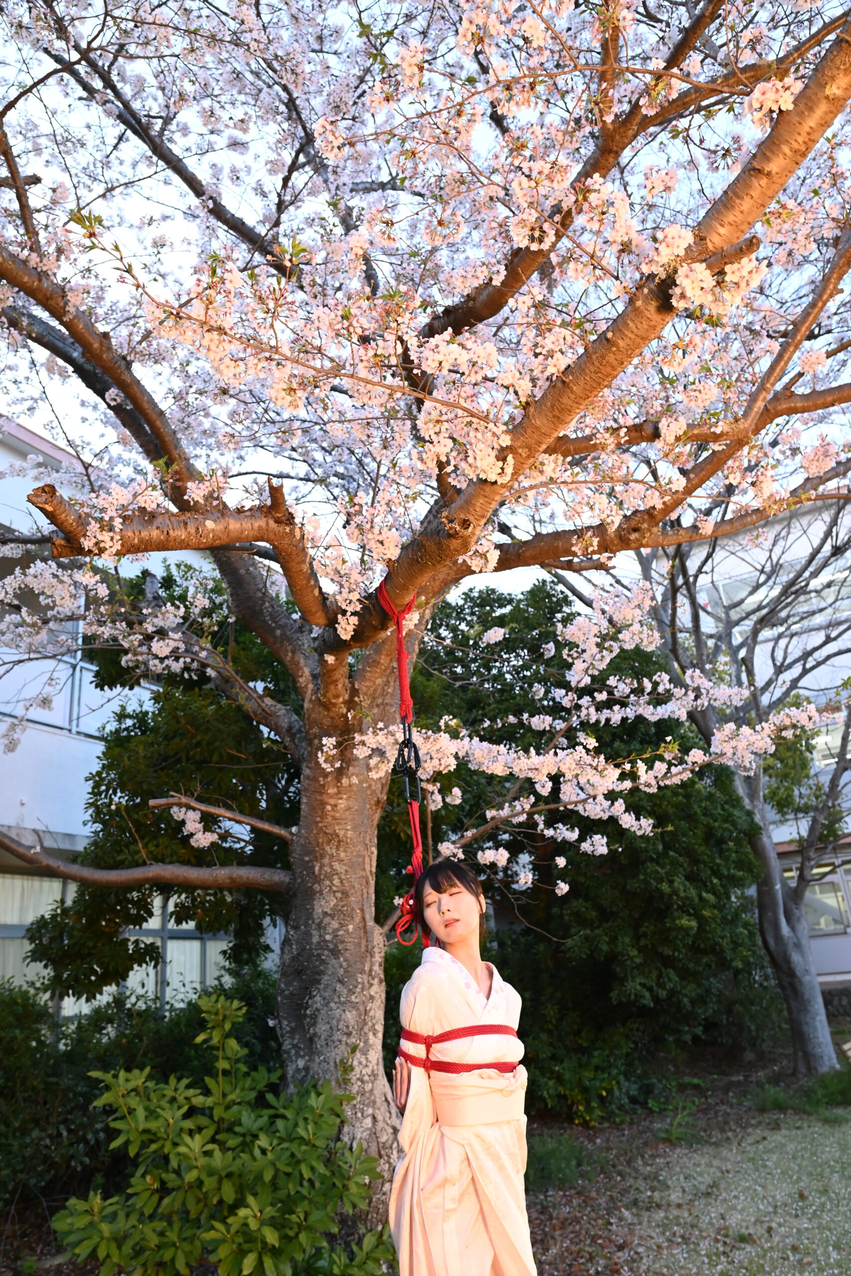 桜緊縛