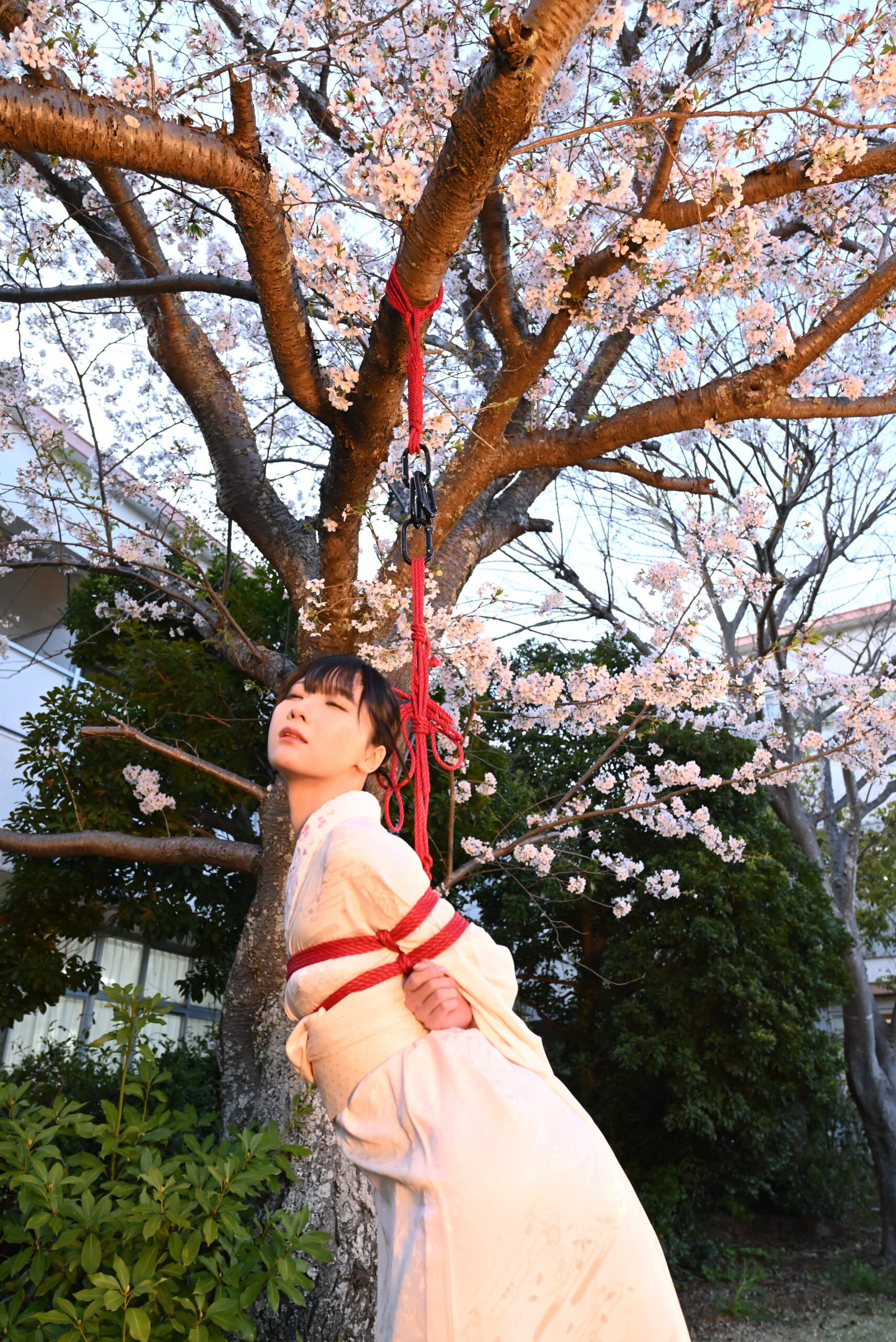 桜緊縛