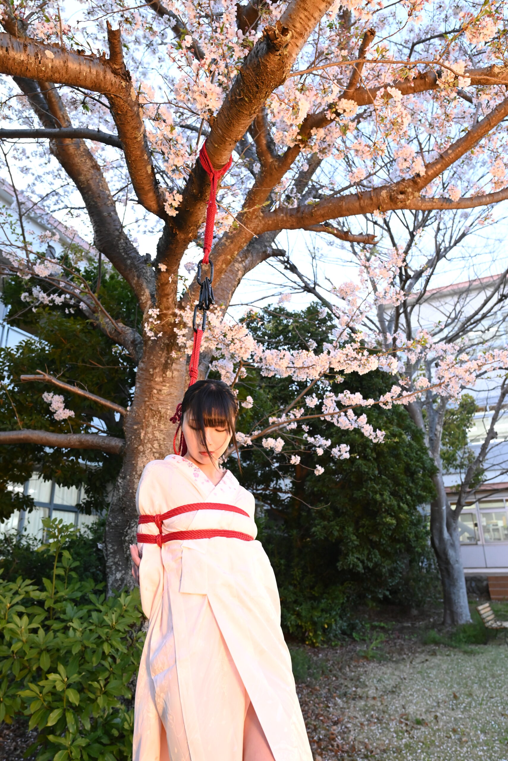 桜緊縛