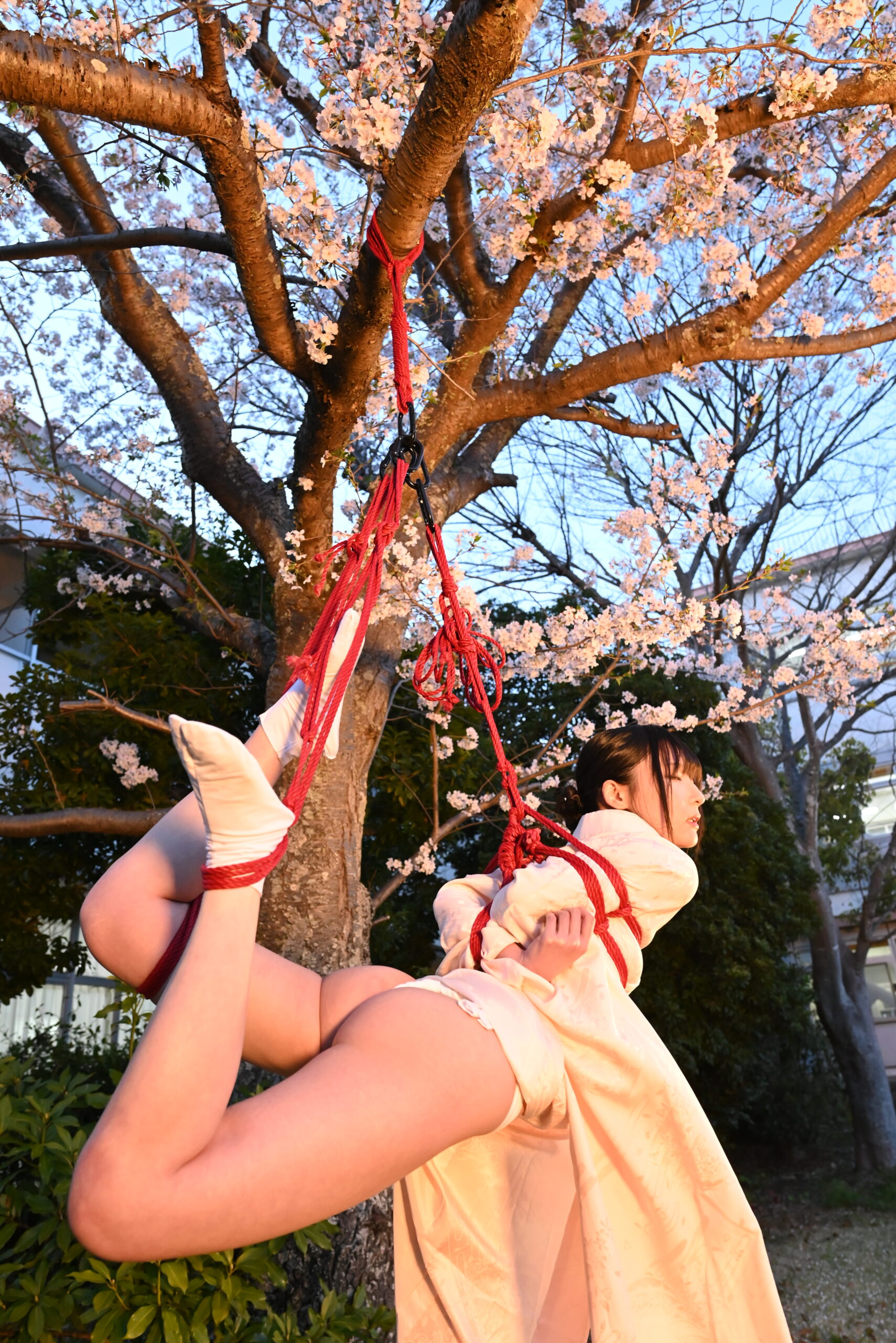 夜桜吊り緊縛