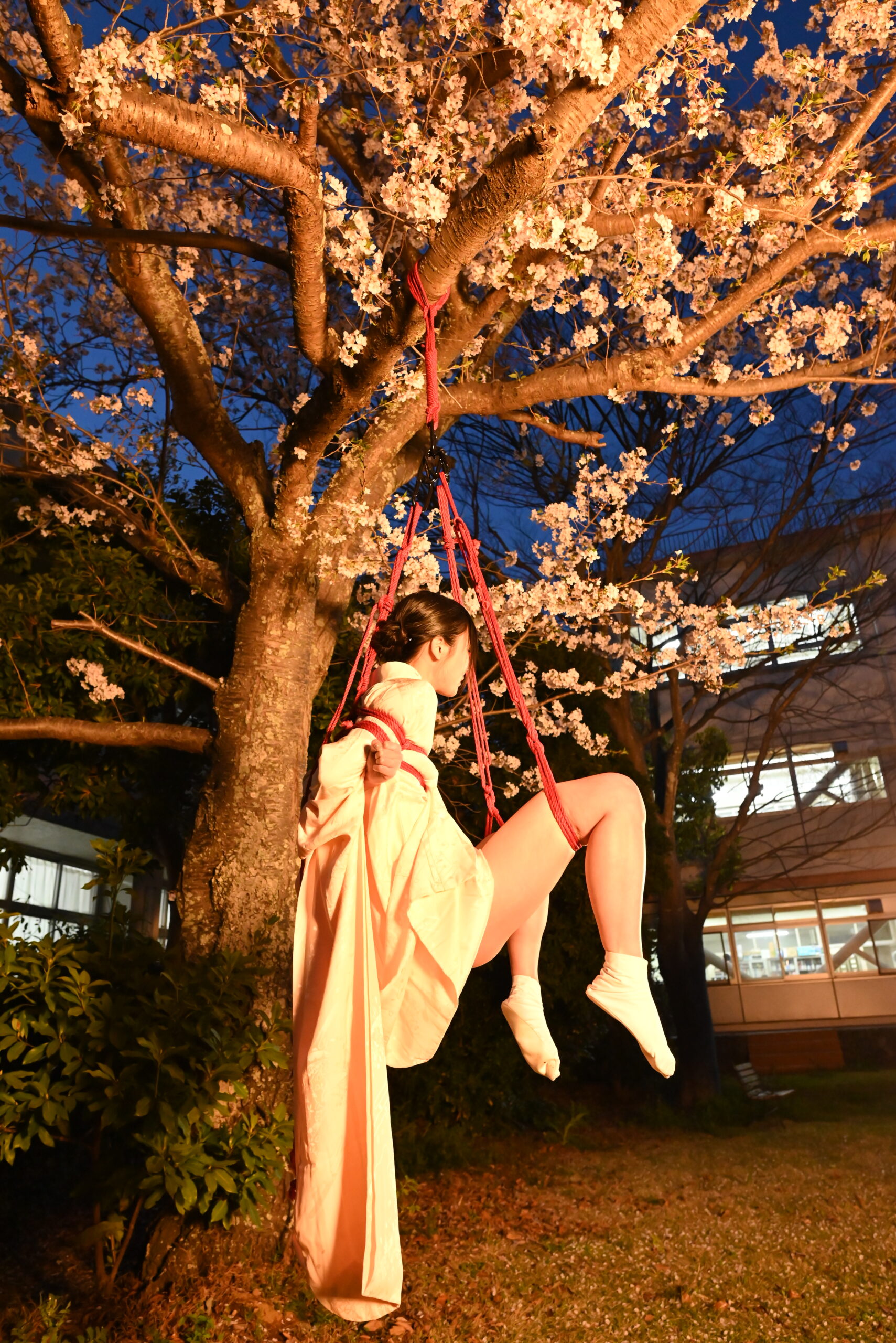 夜桜緊縛