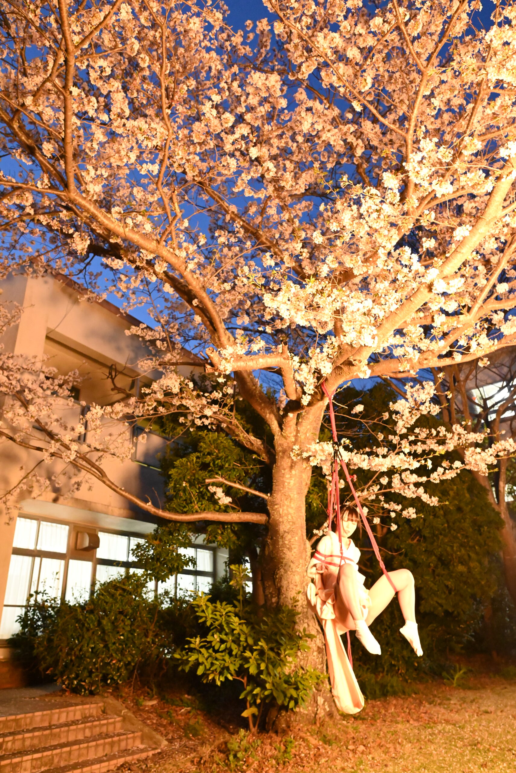 夜桜緊縛