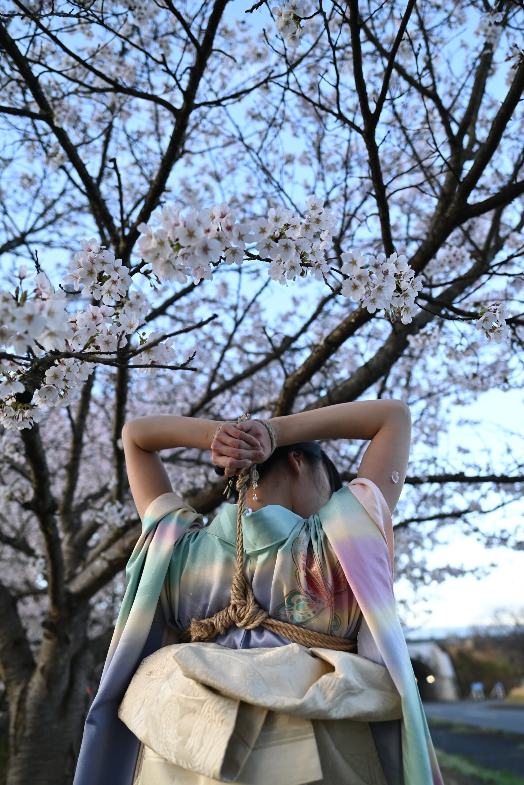 桜着物緊縛