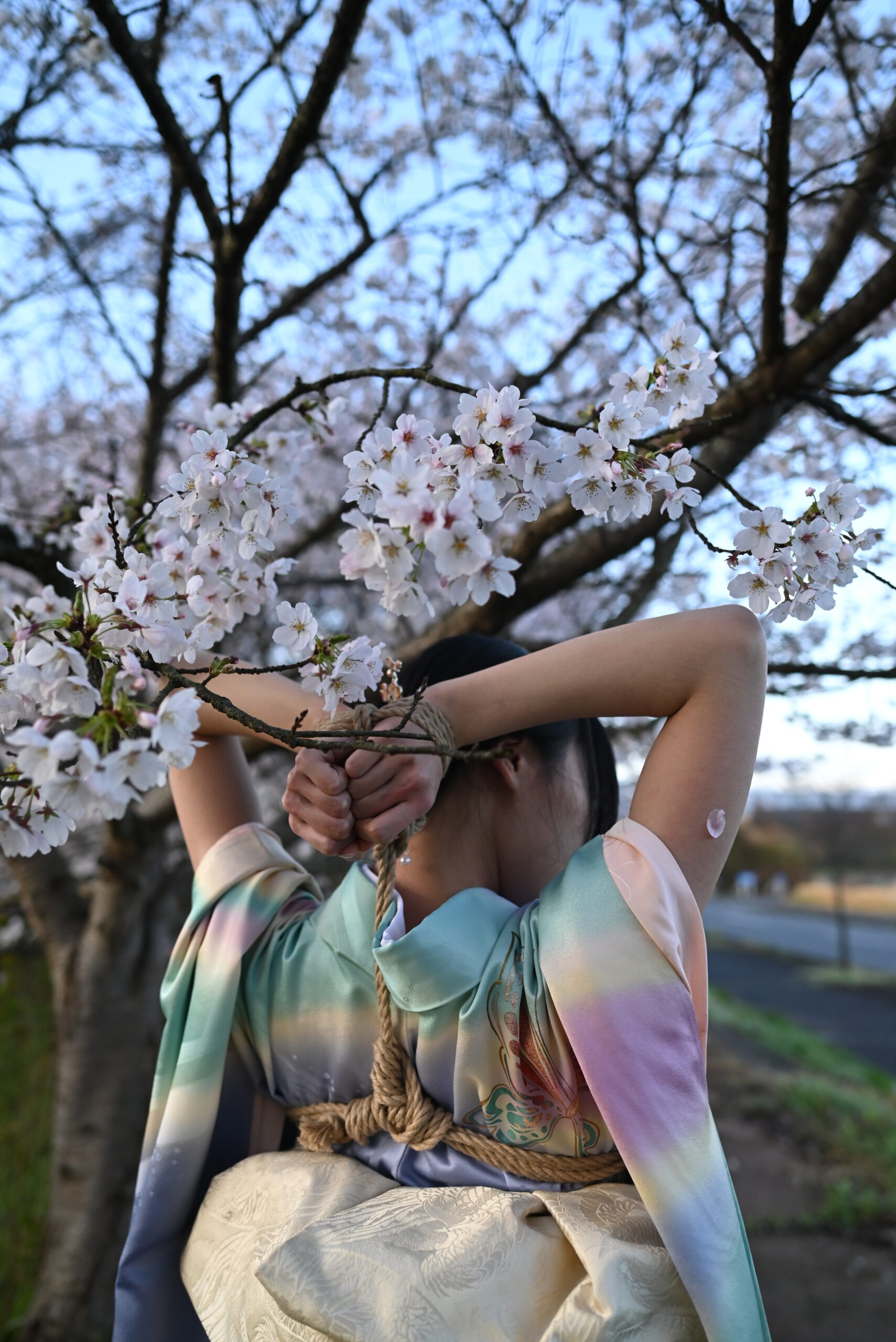 桜着物緊縛