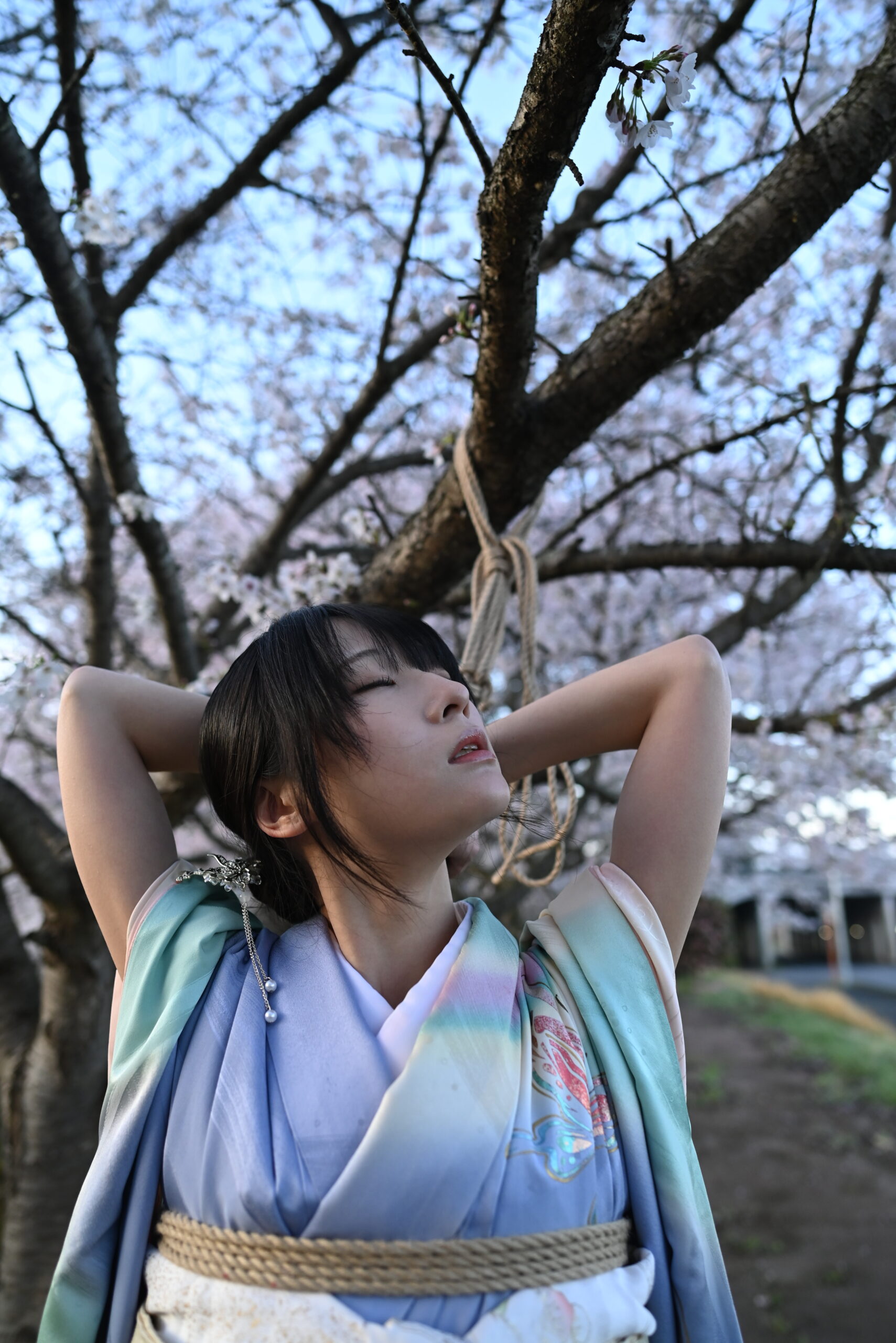 桜着物緊縛