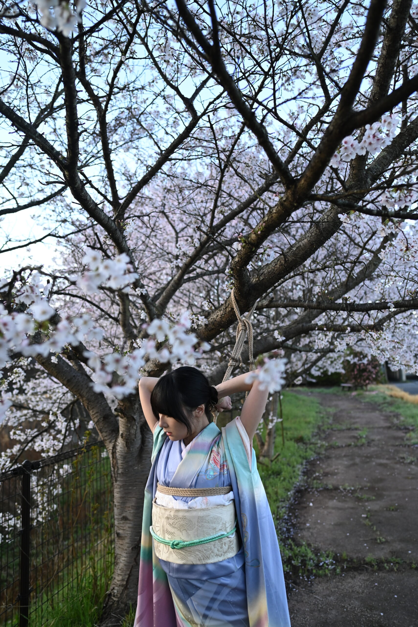 桜着物緊縛