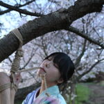 桜着物緊縛