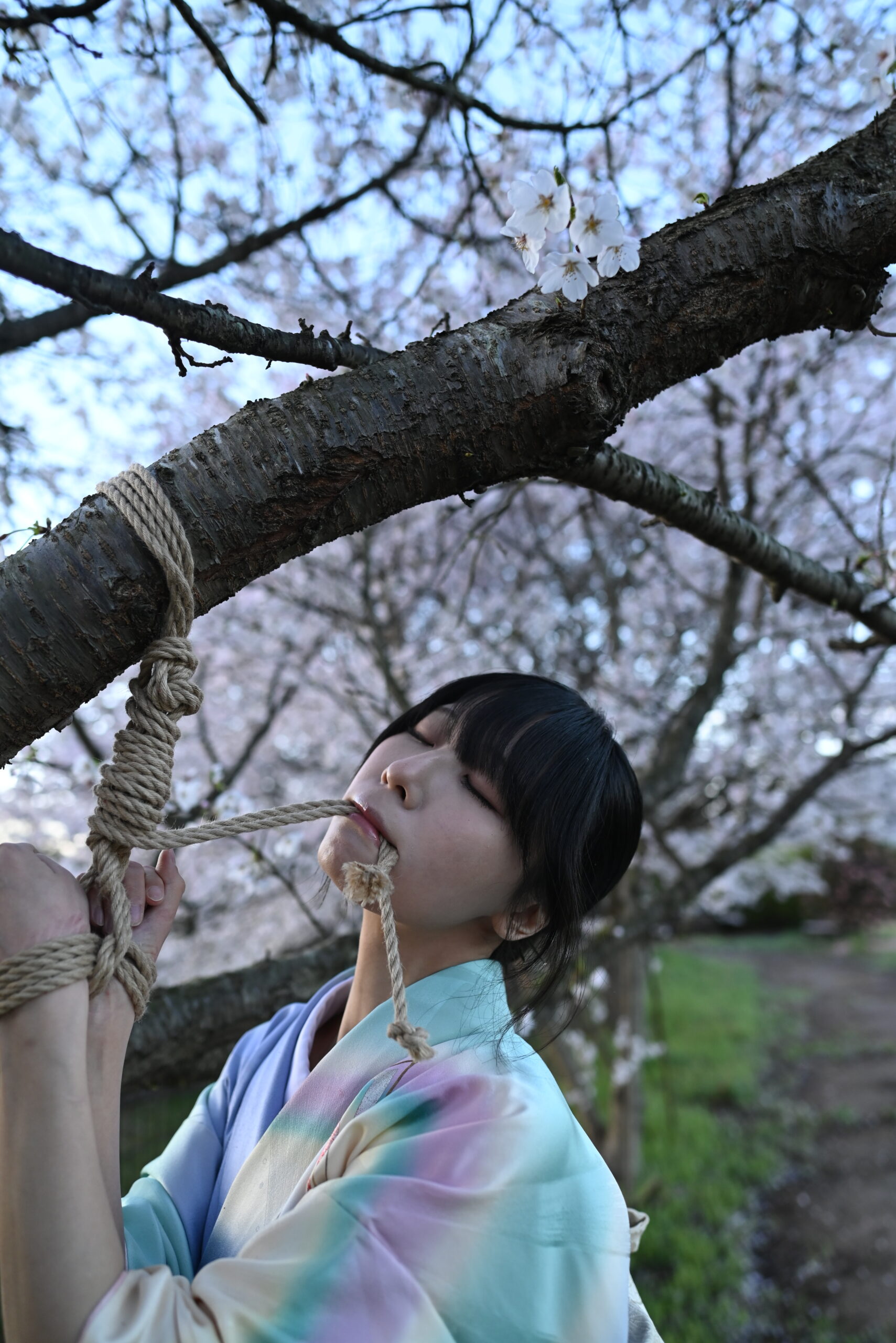 桜着物緊縛