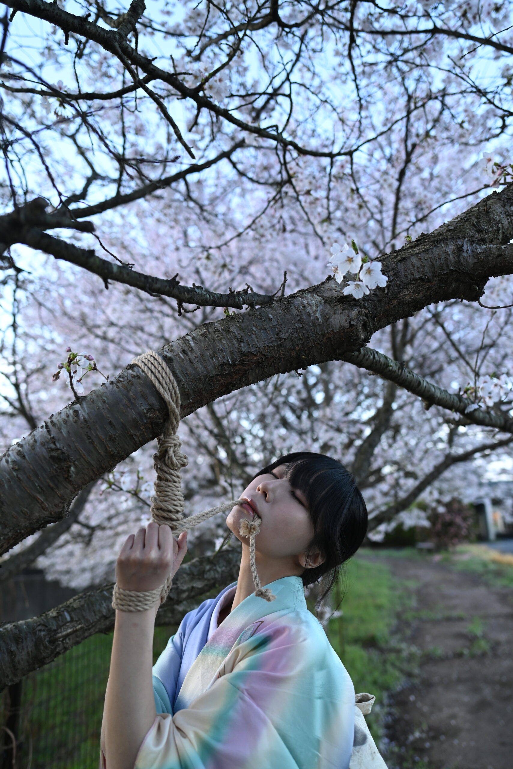 桜着物緊縛