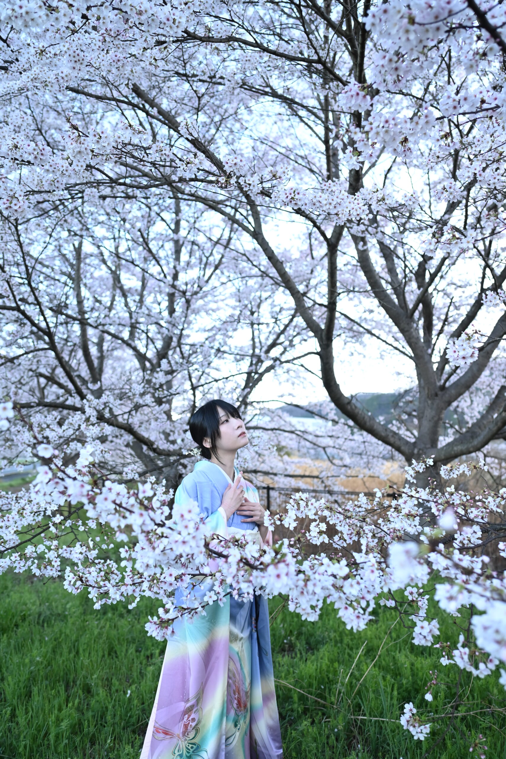 桜