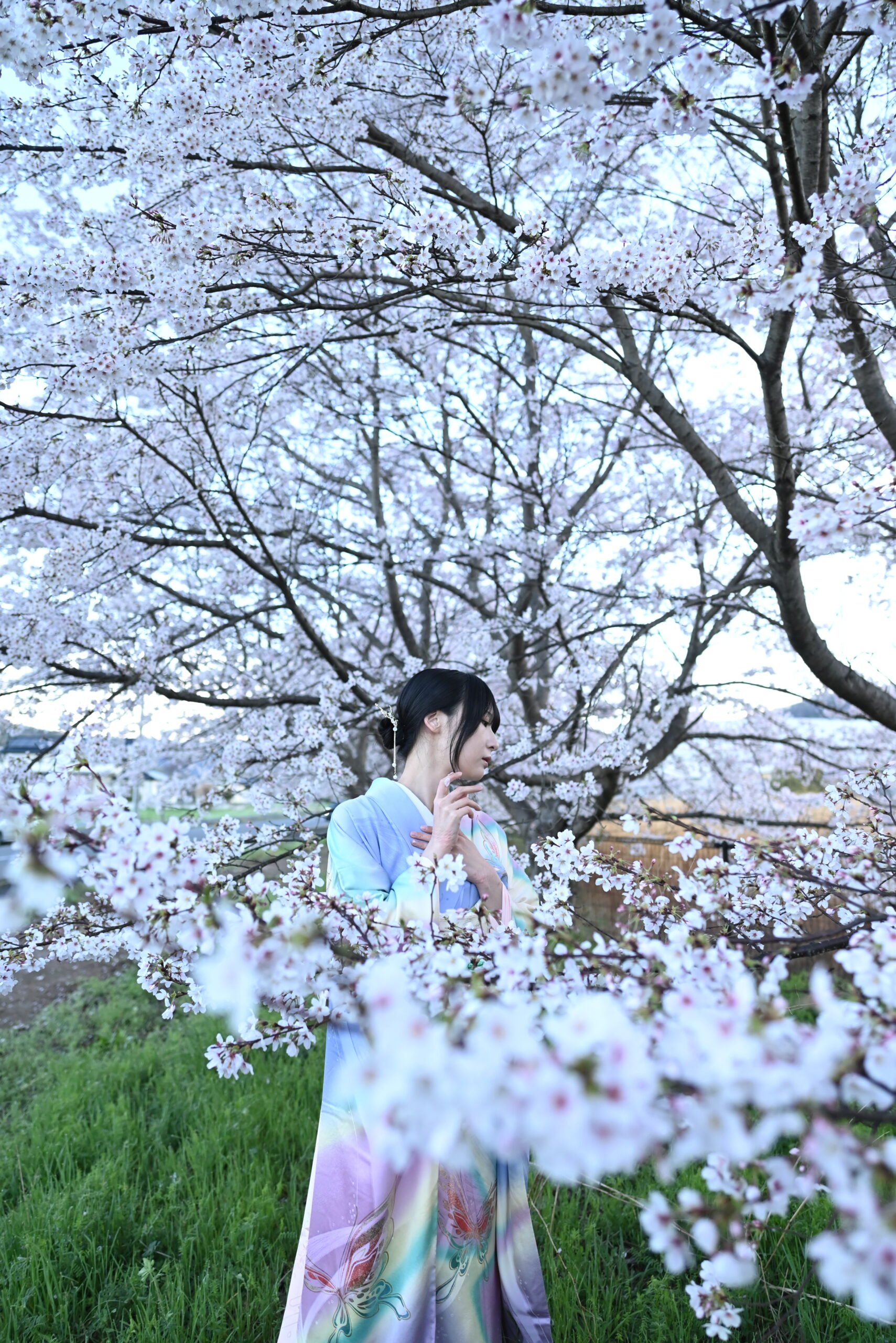 桜着物