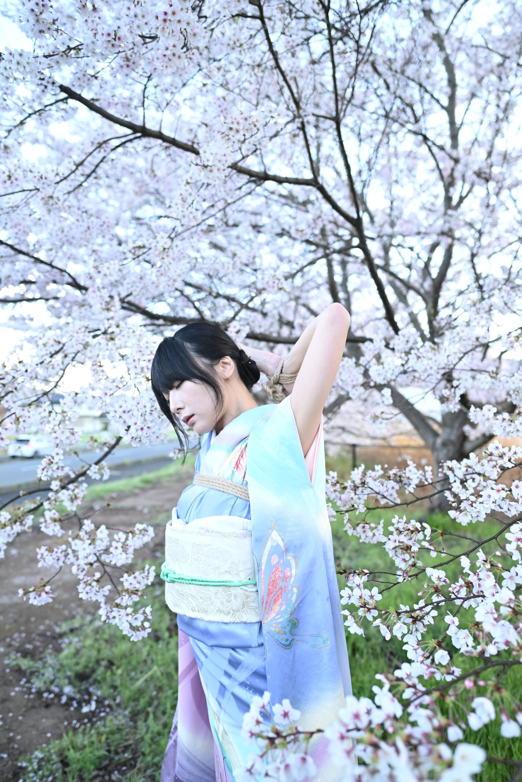 桜着物緊縛