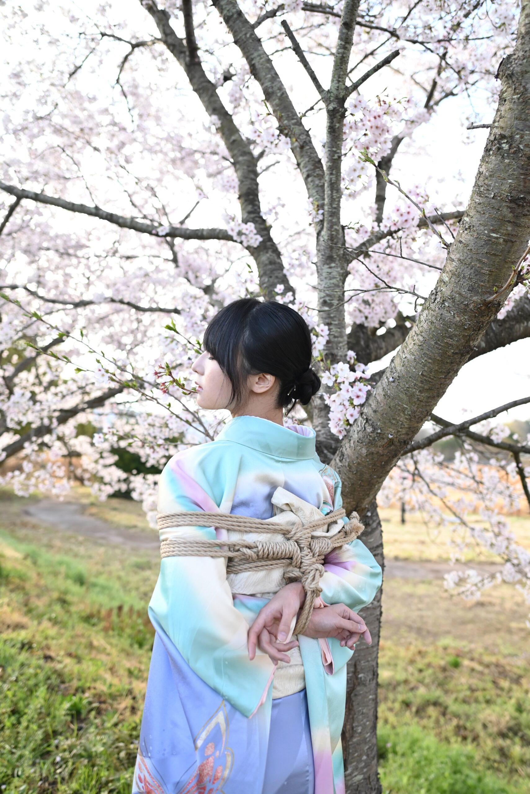 桜緊縛