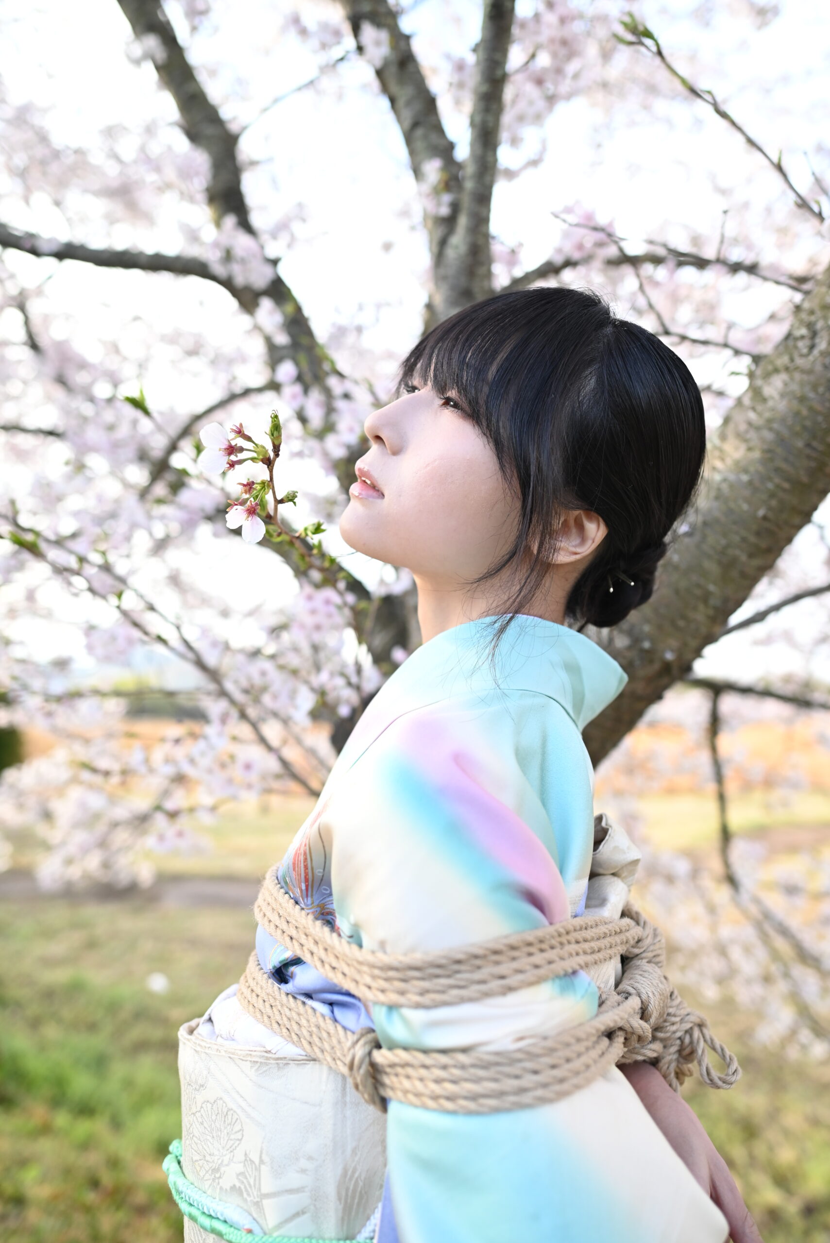 桜緊縛