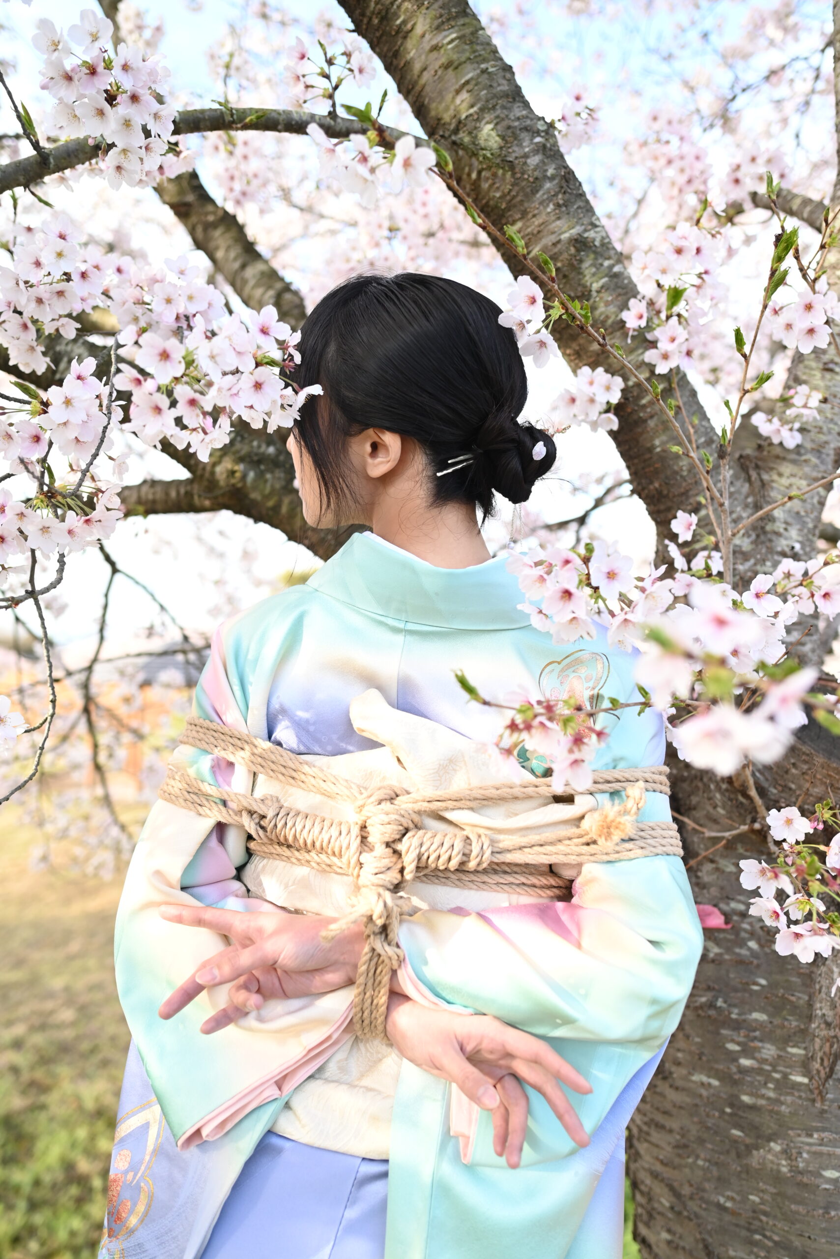 桜緊縛