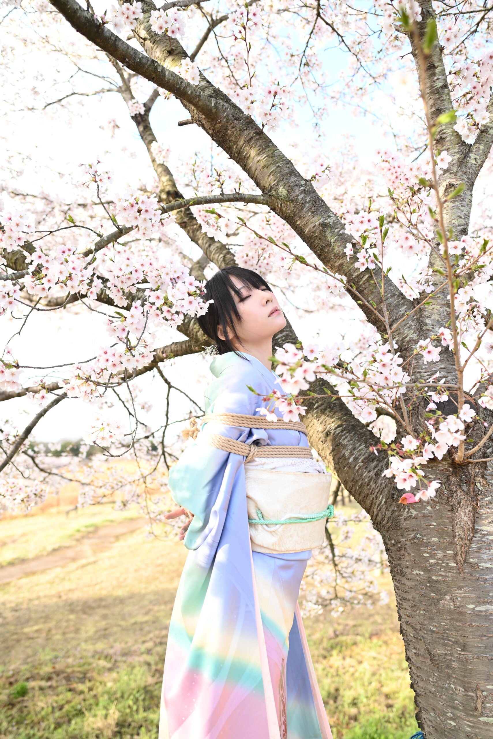 桜緊縛
