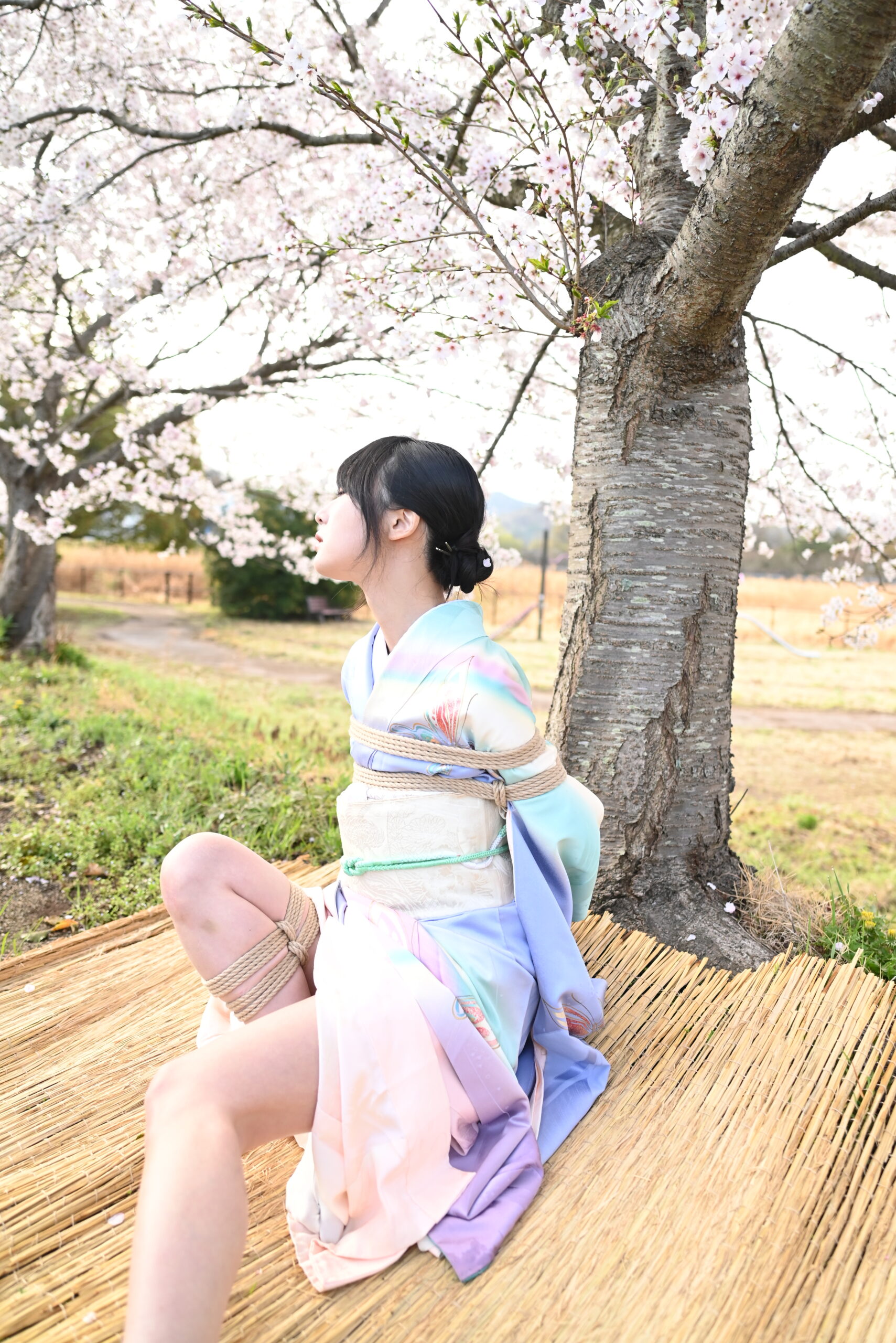 桜緊縛