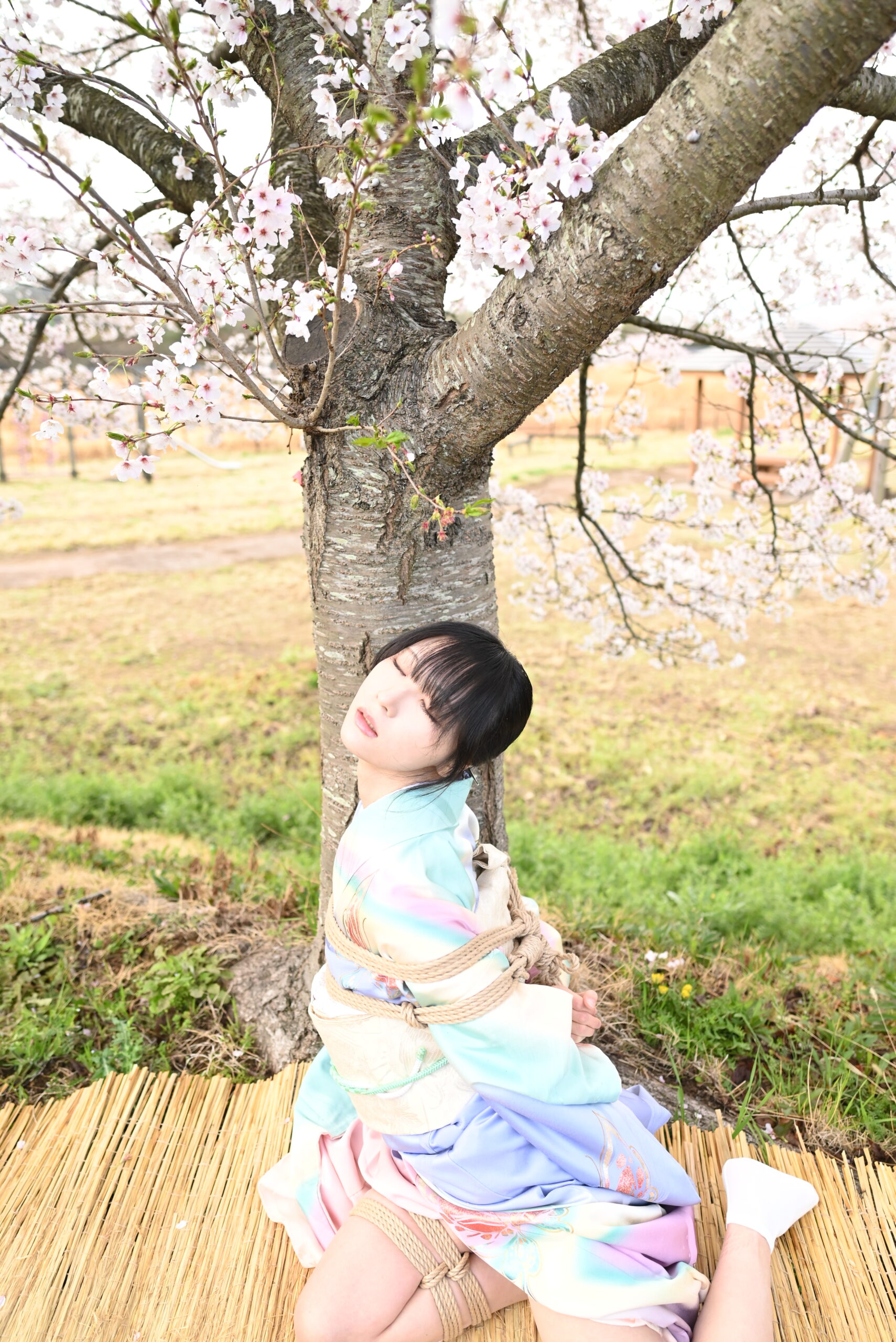 桜緊縛