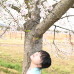 桜緊縛