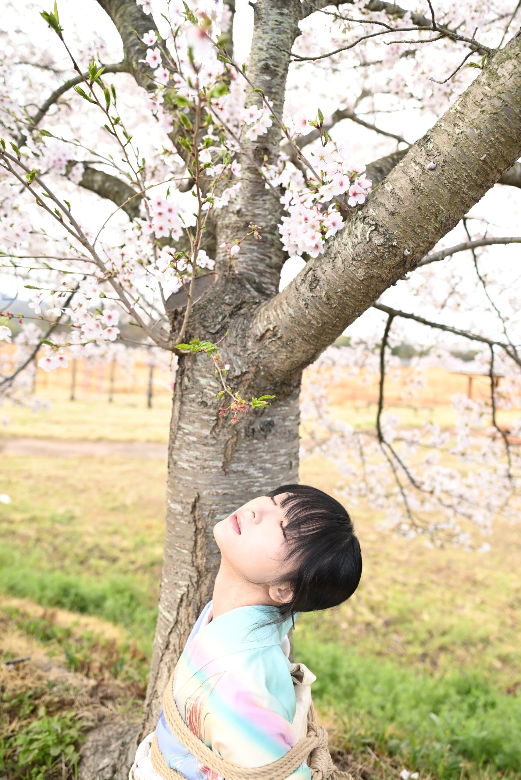 桜緊縛