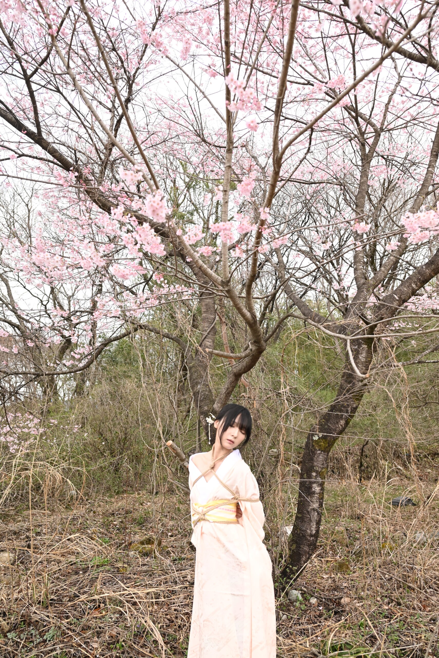 桜緊縛